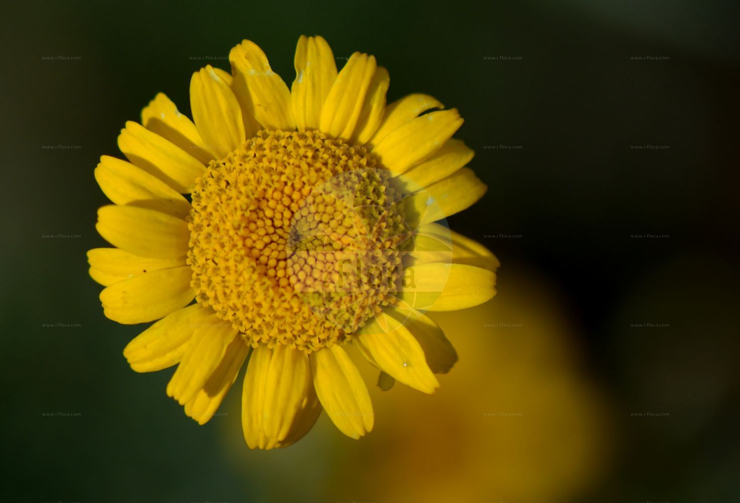 Foto von Cota tinctoria (Färber-Hundskamille - Yellow Chamomile). Das Bild zeigt Bluete. Das Foto wurde in Düsseldorf, Nordrhein-Westfalen, Deutschland aufgenommen. ---- Photo of Cota tinctoria (Färber-Hundskamille - Yellow Chamomile). The image is showing flower. The picture was taken in Dusseldorf, North Rhine-Westphalia, Germany.(Cota tinctoria,Färber-Hundskamille,Yellow Chamomile,Anthemis brachyglossa,Anthemis debilis,Anthemis discoidea,Anthemis maris-nigri,Anthemis markhotensis,Anthemis subtinctoria,Anthemis tinctoria,Anthemis zephyrovii,Chamaemelum discoideum,Cota tinctoria,Cota tinctoria subsp. subtinctoria,Faerber-Hundskamille,Yellow Chamomile,Dyer's Chamomile,Golden Chamomile,Cota,Asteraceae,Korbblütengewächse,Daisy family,Bluete,flower)