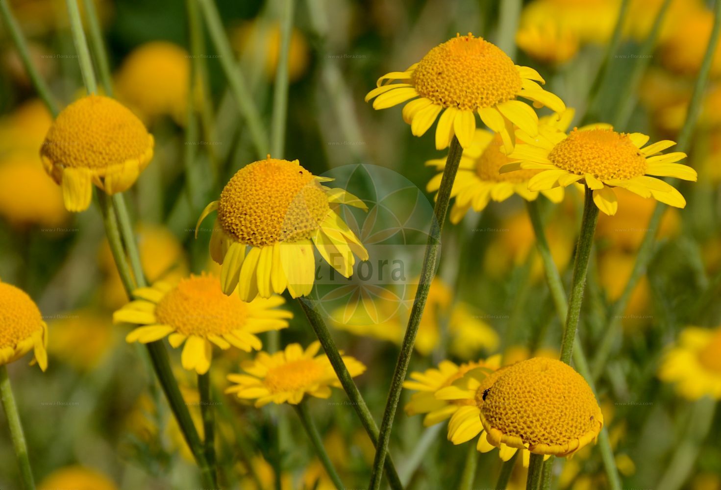 Foto von Cota tinctoria (Färber-Hundskamille - Yellow Chamomile). Das Bild zeigt Bluete. Das Foto wurde in Bonn, Nordrhein-Westfalen, Deutschland aufgenommen. ---- Photo of Cota tinctoria (Färber-Hundskamille - Yellow Chamomile). The image is showing flower. The picture was taken in Bonn, North Rhine-Westphalia, Germany.(Cota tinctoria,Färber-Hundskamille,Yellow Chamomile,Anthemis brachyglossa,Anthemis debilis,Anthemis discoidea,Anthemis maris-nigri,Anthemis markhotensis,Anthemis subtinctoria,Anthemis tinctoria,Anthemis zephyrovii,Chamaemelum discoideum,Cota tinctoria,Cota tinctoria subsp. subtinctoria,Faerber-Hundskamille,Yellow Chamomile,Dyer's Chamomile,Golden Chamomile,Cota,Asteraceae,Korbblütengewächse,Daisy family,Bluete,flower)