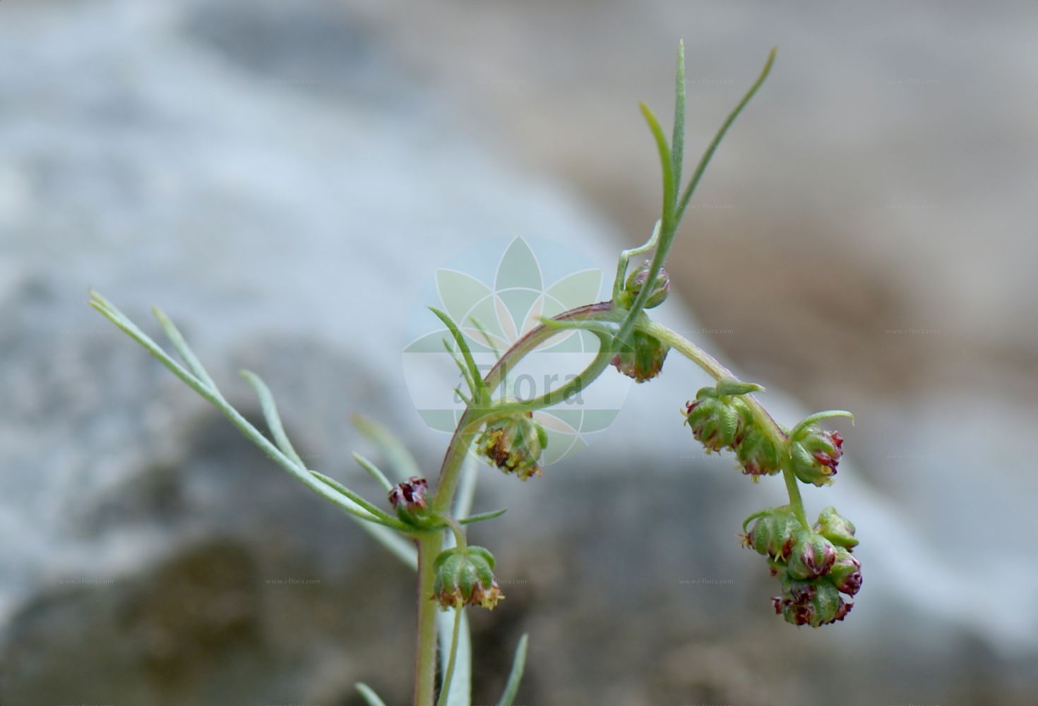 Foto von Artemisia campestris subsp. borealis. Das Bild zeigt Blatt und Bluete. Das Foto wurde in Monte Bondeone, Provincia Autonoma di Trento, Italien, Alpen aufgenommen. ---- Photo of Artemisia campestris subsp. borealis. The image is showing leaf and flower. The picture was taken in Monte Bondeone, Provincia Autonoma di Trento, Italy, Alps.(Artemisia campestris subsp. borealis,Artemisia nana,Artemisia,Beifuß,Mugwort,Asteraceae,Korbblütengewächse,Daisy family,Blatt,Bluete,leaf,flower)
