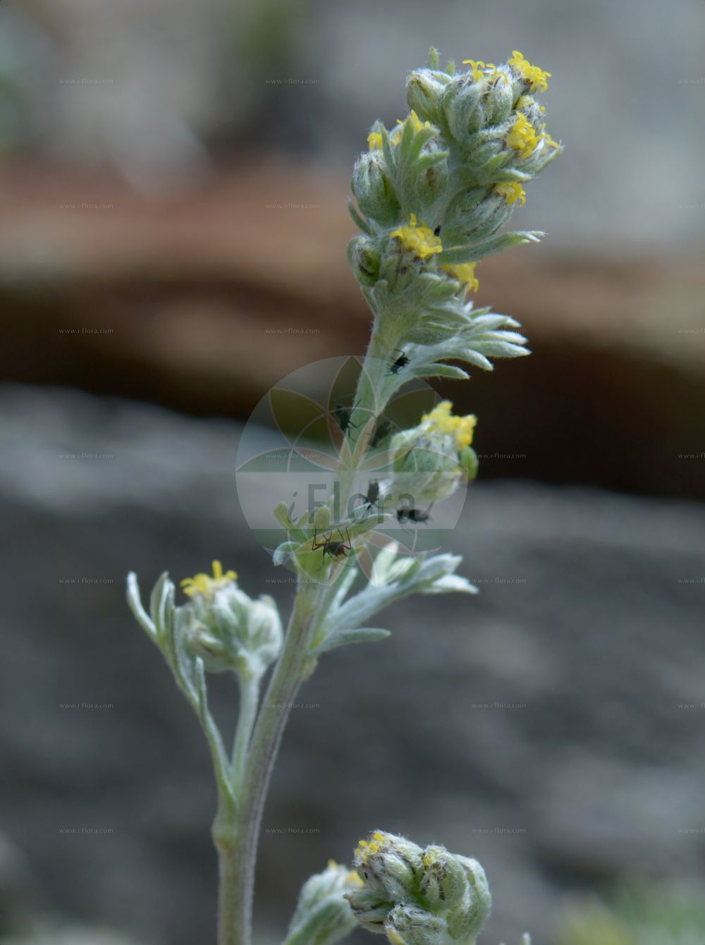 Foto von Artemisia umbelliformis (Echte Edelraute - Alps Mugwort). Das Bild zeigt Blatt und Bluete. Das Foto wurde in Monte Bondeone, Provincia Autonoma di Trento, Italien, Alpen aufgenommen. ---- Photo of Artemisia umbelliformis (Echte Edelraute - Alps Mugwort). The image is showing leaf and flower. The picture was taken in Monte Bondeone, Provincia Autonoma di Trento, Italy, Alps.(Artemisia umbelliformis,Echte Edelraute,Alps Mugwort,Artemisia gabriellae,Artemisia laxa,Artemisia mutellina,Artemisia umbelliformis,Artemisia umbelliformis subsp. gabriellae,Echte Edelraute,Alps Mugwort,Alpine Wormwood,Alps Wormwood,Yellow Genipi,Artemisia,Beifuß,Mugwort,Asteraceae,Korbblütengewächse,Daisy family,Blatt,Bluete,leaf,flower)