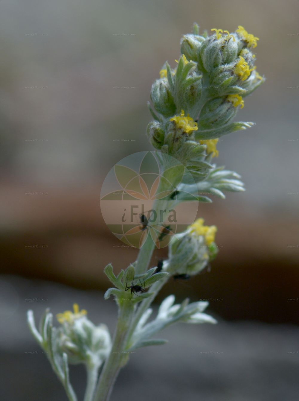 Foto von Artemisia umbelliformis (Echte Edelraute - Alps Mugwort). Das Bild zeigt Blatt und Bluete. Das Foto wurde in Monte Bondeone, Provincia Autonoma di Trento, Italien, Alpen aufgenommen. ---- Photo of Artemisia umbelliformis (Echte Edelraute - Alps Mugwort). The image is showing leaf and flower. The picture was taken in Monte Bondeone, Provincia Autonoma di Trento, Italy, Alps.(Artemisia umbelliformis,Echte Edelraute,Alps Mugwort,Artemisia gabriellae,Artemisia laxa,Artemisia mutellina,Artemisia umbelliformis,Artemisia umbelliformis subsp. gabriellae,Echte Edelraute,Alps Mugwort,Alpine Wormwood,Alps Wormwood,Yellow Genipi,Artemisia,Beifuß,Mugwort,Asteraceae,Korbblütengewächse,Daisy family,Blatt,Bluete,leaf,flower)