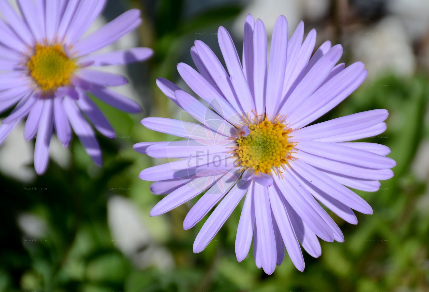 Foto von Aster alpinus (Alpen-Aster - Alpine Aster). Das Bild zeigt Bluete. Das Foto wurde in La Rambertina, Waadt, Schweiz aufgenommen. ---- Photo of Aster alpinus (Alpen-Aster - Alpine Aster). The image is showing flower. The picture was taken in La Rambertina, Vaud, Switzerland.(Aster alpinus,Alpen-Aster,Alpine Aster,Aster alpinus,Aster garibaldii,Aster hispanicus,Aster korshinskyi,Alpen-Aster,Alpine Aster,Blue Alpine Daisy,Aster,Aster,Sea Aster,Asteraceae,Korbblütengewächse,Daisy family,Bluete,flower)