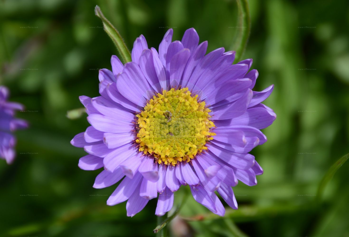 Foto von Aster alpinus (Alpen-Aster - Alpine Aster). Das Bild zeigt Bluete. Das Foto wurde in Patscherkofel, Innsbruck, Tirol, Österreich aufgenommen. ---- Photo of Aster alpinus (Alpen-Aster - Alpine Aster). The image is showing flower. The picture was taken in Patscherkofel, Innsbruck, Tyrol, Austria.(Aster alpinus,Alpen-Aster,Alpine Aster,Aster alpinus,Aster garibaldii,Aster hispanicus,Aster korshinskyi,Alpen-Aster,Alpine Aster,Blue Alpine Daisy,Aster,Aster,Sea Aster,Asteraceae,Korbblütengewächse,Daisy family,Bluete,flower)