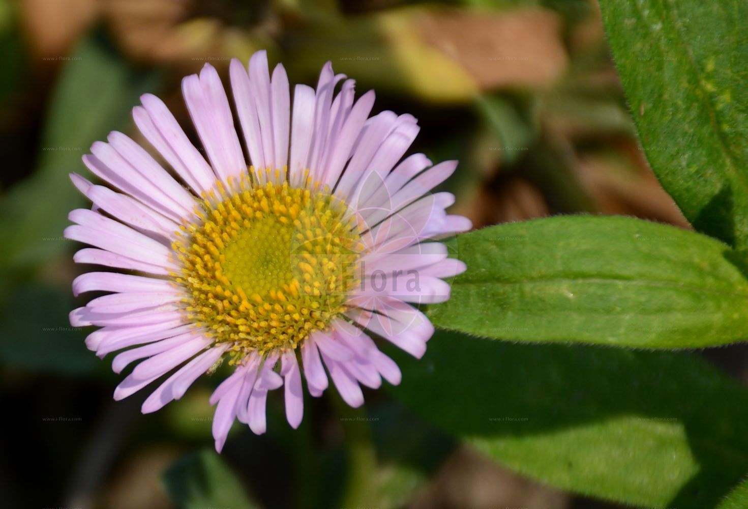 Foto von Aster alpinus (Alpen-Aster - Alpine Aster). Das Bild zeigt Bluete. Das Foto wurde in Bonn, Nordrhein-Westfalen, Deutschland aufgenommen. ---- Photo of Aster alpinus (Alpen-Aster - Alpine Aster). The image is showing flower. The picture was taken in Bonn, North Rhine-Westphalia, Germany.(Aster alpinus,Alpen-Aster,Alpine Aster,Aster alpinus,Aster garibaldii,Aster hispanicus,Aster korshinskyi,Alpen-Aster,Alpine Aster,Blue Alpine Daisy,Aster,Aster,Sea Aster,Asteraceae,Korbblütengewächse,Daisy family,Bluete,flower)