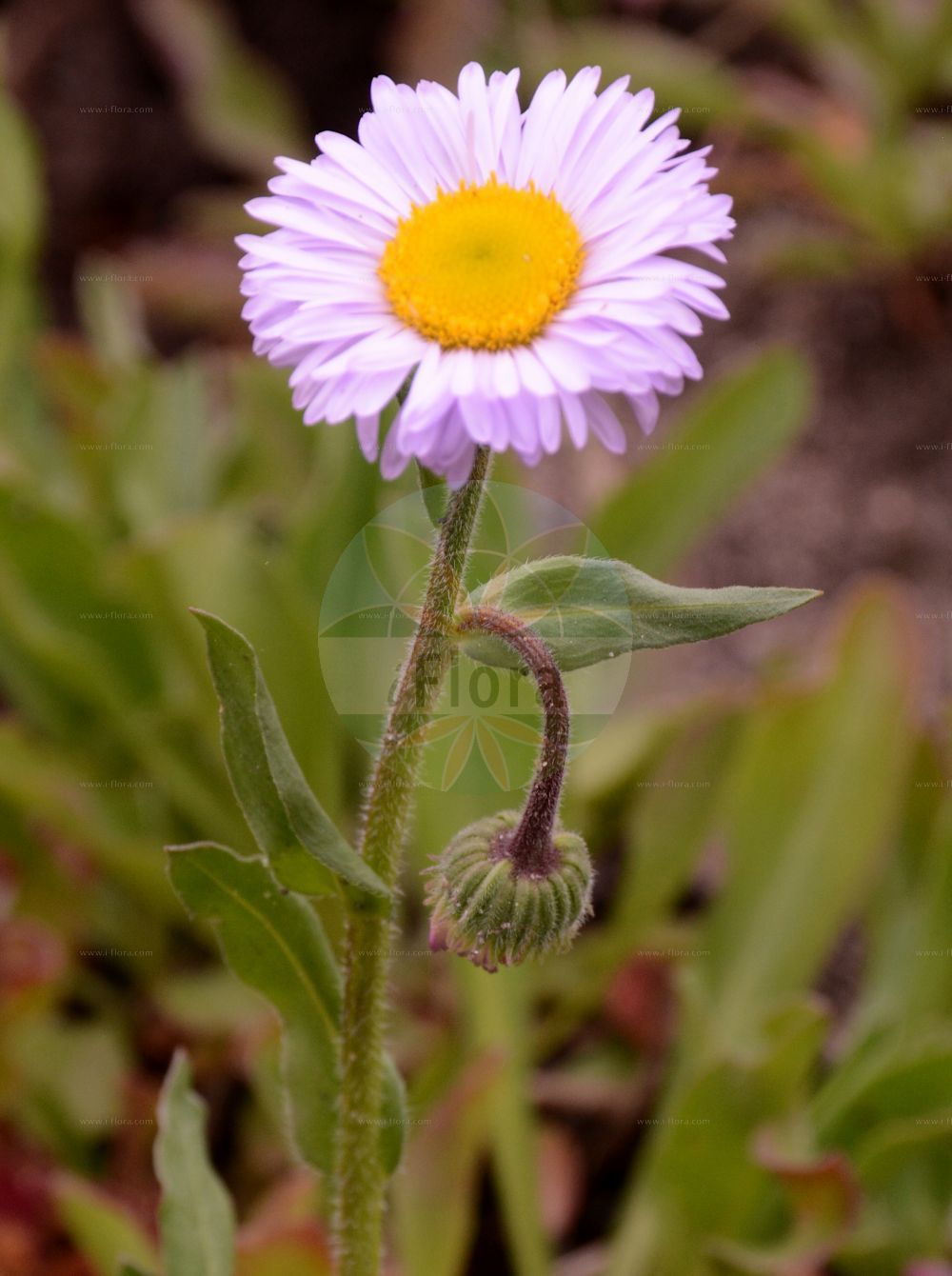 Foto von Bellidiastrum michelii (Alpenmaßliebchen - False Aster). Das Bild zeigt Blatt und Bluete. Das Foto wurde in Bremen, Deutschland aufgenommen. ---- Photo of Bellidiastrum michelii (Alpenmaßliebchen - False Aster). The image is showing leaf and flower. The picture was taken in Bremen, Germany.(Bellidiastrum michelii,Alpenmaßliebchen,False Aster,Aster bellidiastrum,Bellidiastrum michelii,Doronicum bellidiastrum,Alpenmassliebchen,Alpenmasslieb,Sternlieb,False Aster,False Daisy,Mountain Daisy,Bellidiastrum,Asteraceae,Korbblütengewächse,Daisy family,Blatt,Bluete,leaf,flower)