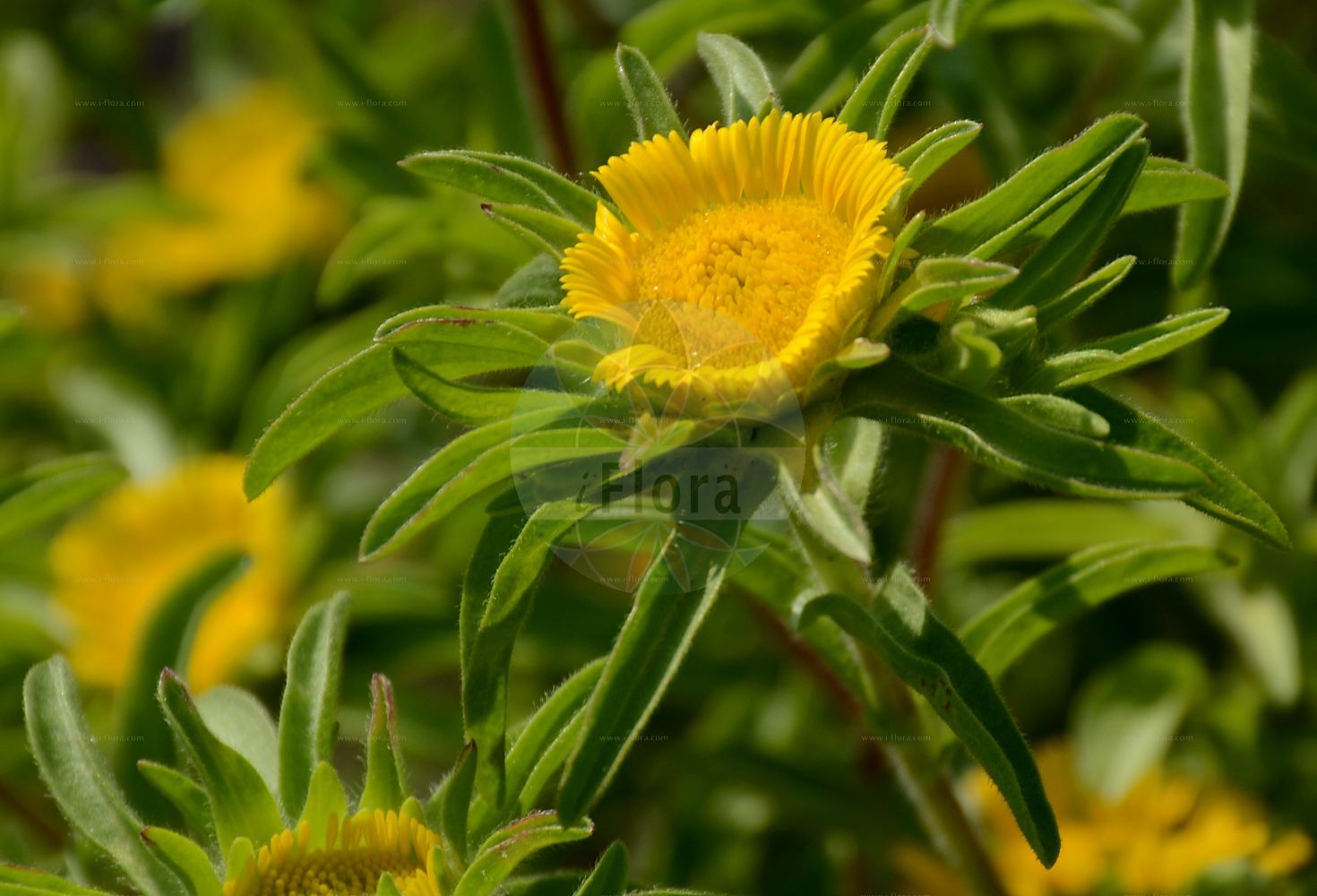 Foto von Asteriscus aquaticus. Das Bild zeigt Blatt und Bluete. Das Foto wurde in Dresden, Sachsen, Deutschland aufgenommen. ---- Photo of Asteriscus aquaticus. The image is showing leaf and flower. The picture was taken in Dresden, Sachsen, Germany.(Asteriscus aquaticus,Asteriscus aquaticus,Asteriscus citriodorus,Bubonium aquaticum,Buphthalmum aquaticum,Nauplius aquaticus,Odontospermum aquaticum,Asteriscus,Asteraceae,Korbblütengewächse,Daisy family,Blatt,Bluete,leaf,flower)