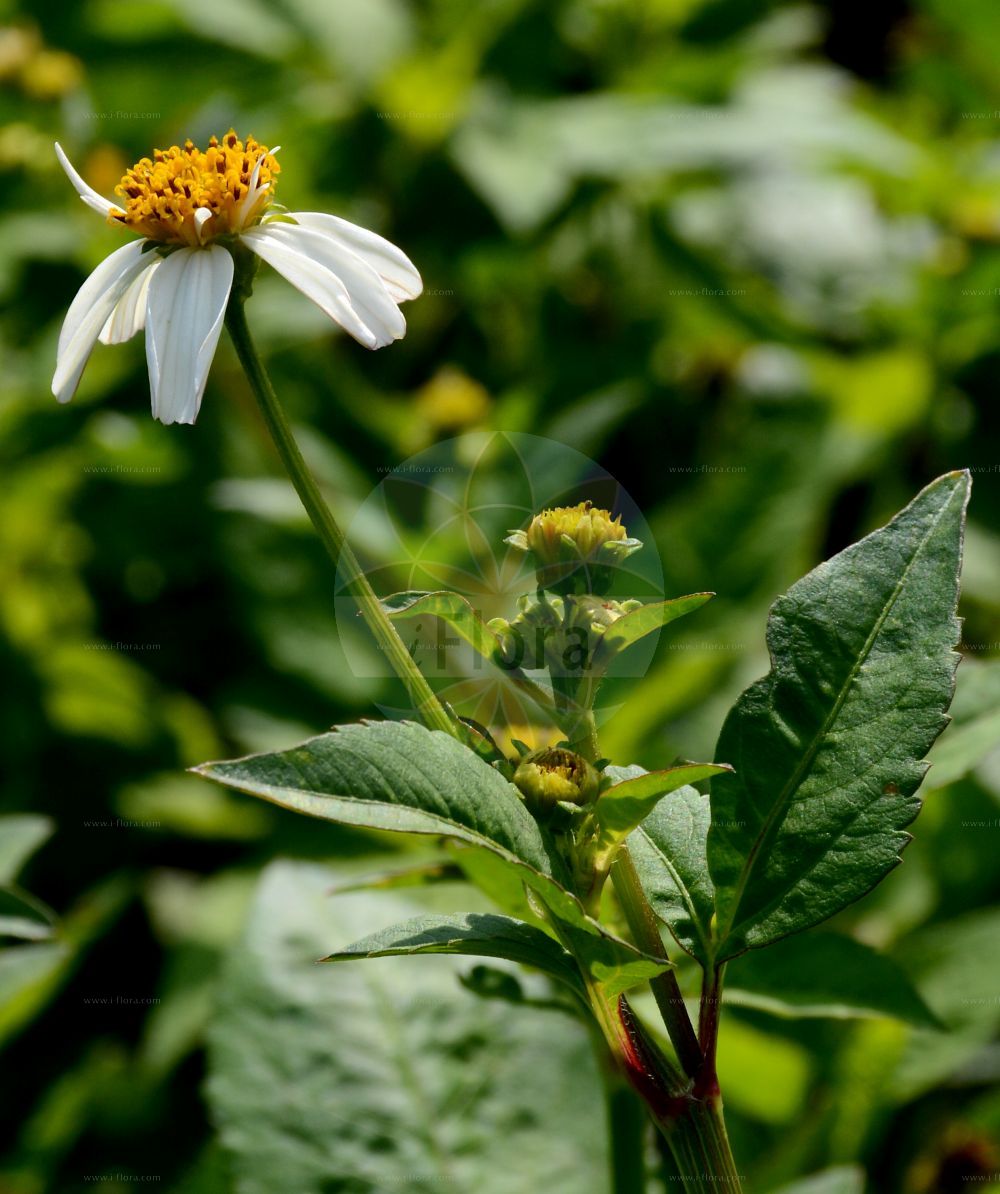 Foto von Bidens pilosus. Das Bild zeigt Blatt und Bluete. Das Foto wurde in Dresden, Sachsen, Deutschland aufgenommen. ---- Photo of Bidens pilosus. The image is showing leaf and flower. The picture was taken in Dresden, Sachsen, Germany.(Bidens pilosus,Bidens leucanthus,Bidens pilosus,Bidens viciosoi,Coreopsis leucantha,Bidens,Zweizahn,Beggarticks,Asteraceae,Korbblütengewächse,Daisy family,Blatt,Bluete,leaf,flower)