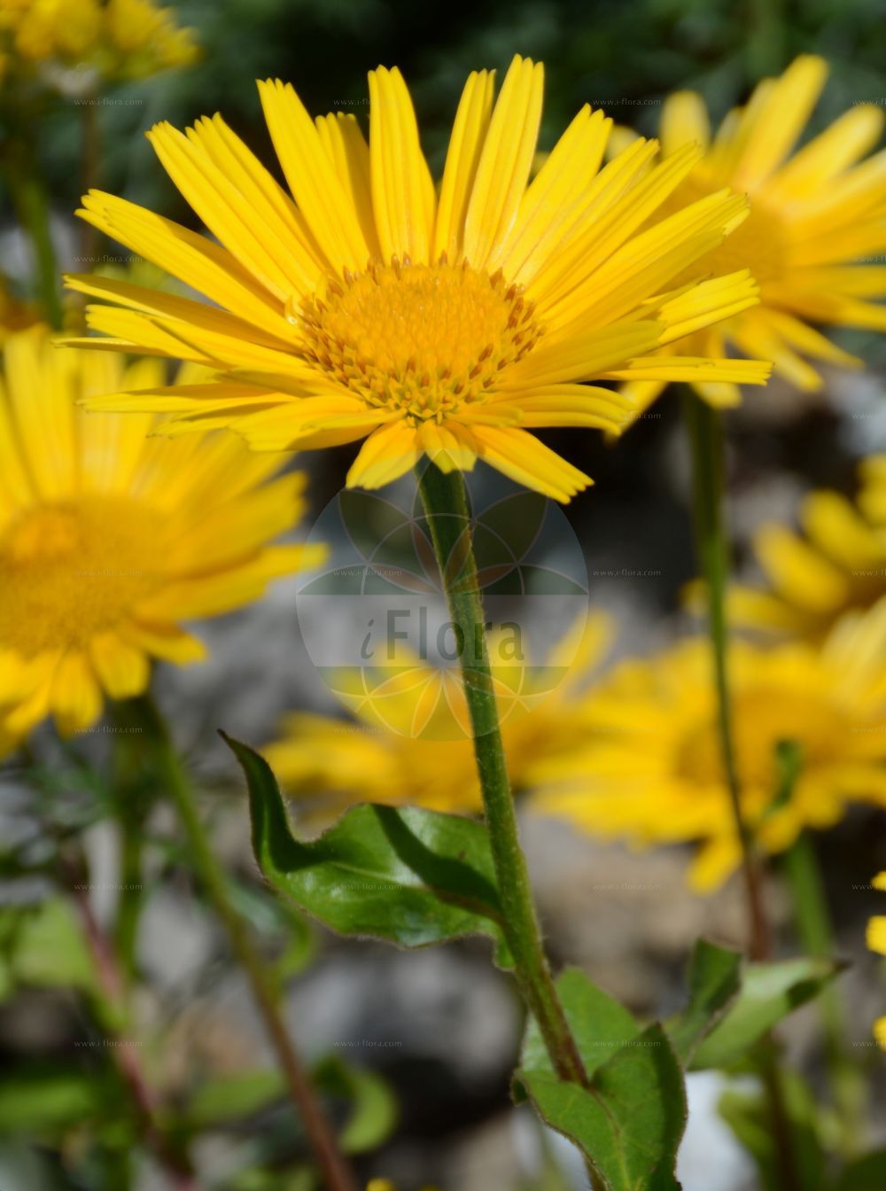 Foto von Buphthalmum salicifolium (Weidenblättriges Ochsenauge - Ox-eye). Das Bild zeigt Bluete. Das Foto wurde in La Rambertina, Waadt, Schweiz aufgenommen. ---- Photo of Buphthalmum salicifolium (Weidenblättriges Ochsenauge - Ox-eye). The image is showing flower. The picture was taken in La Rambertina, Vaud, Switzerland.(Buphthalmum salicifolium,Weidenblättriges Ochsenauge,Ox-eye,Buphthalmum grandiflorum,Buphthalmum salicifolium,Buphthalmum salicinum,Weidenblaettriges Ochsenauge,Rindsauge,Ox-eye,Yellow Ox-eye,Buphthalmum,Ochsenauge,Ox Eye,Asteraceae,Korbblütengewächse,Daisy family,Bluete,flower)