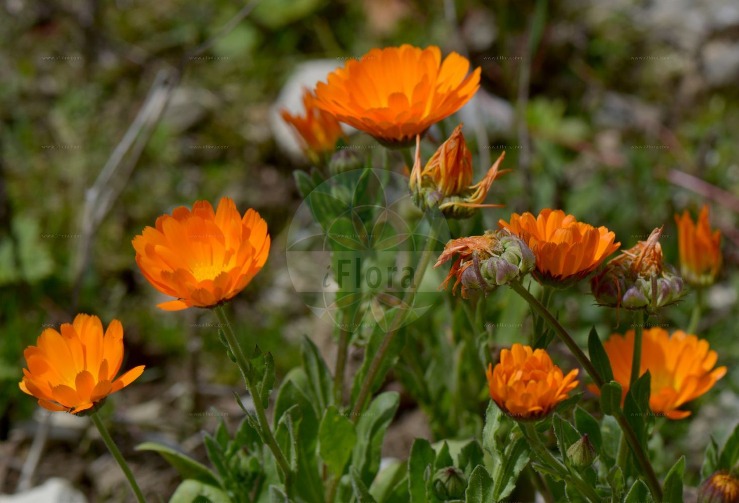 Foto von Calendula officinalis (Garten-Ringelblume - Pot Marigold). Das Bild zeigt Blatt und Bluete. Das Foto wurde in Monte Bondeone, Provincia Autonoma di Trento, Italien, Alpen aufgenommen. ---- Photo of Calendula officinalis (Garten-Ringelblume - Pot Marigold). The image is showing leaf and flower. The picture was taken in Monte Bondeone, Provincia Autonoma di Trento, Italy, Alps.(Calendula officinalis,Garten-Ringelblume,Pot Marigold,Calendula officinalis,Garten-Ringelblume,Gewoehnliche Ringelblume,Pot Marigold,Garden Marigold,Hen-and-Chickens,Calendula,Ringelblume,Marigold,Asteraceae,Korbblütengewächse,Daisy family,Blatt,Bluete,leaf,flower)