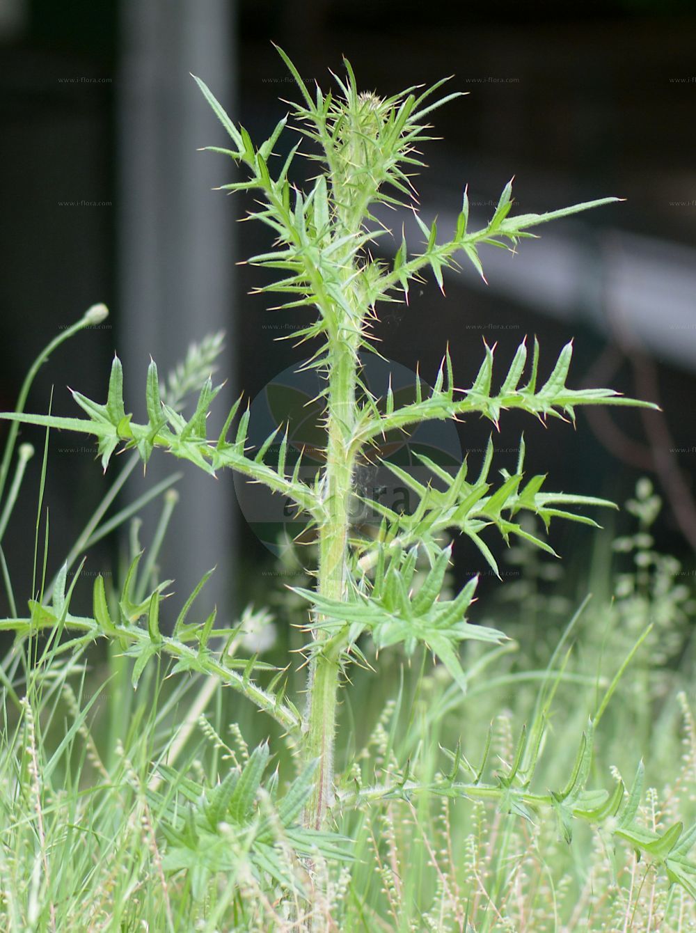 Foto von Carduus acanthoides (Weg-Distel - Spiny Plumeless Thistle). Das Bild zeigt Blatt. Das Foto wurde in Frankfurt, Hessen, Deutschland, Oberrheinisches Tiefland und Rhein-Main-Ebene aufgenommen. ---- Photo of Carduus acanthoides (Weg-Distel - Spiny Plumeless Thistle). The image is showing leaf. The picture was taken in Frankfurt, Hesse, Germany, Oberrheinisches Tiefland and Rhein-Main-Ebene.(Carduus acanthoides,Weg-Distel,Spiny Plumeless Thistle,Carduus acanthoides,Carduus camporum,Carduus fortior,Carduus martrinii,Carduus murfatlarii,Carduus polyacanthus,Carduus thessalus,Carduus velebiticus,Weg-Distel,Spiny Plumeless Thistle,Bristle Thistle,Broad-winged Thistle,Plumeless Thistle,Welted Thistle,Carduus,Distel,Plumeless Thistle,Asteraceae,Korbblütengewächse,Daisy family,Blatt,leaf)