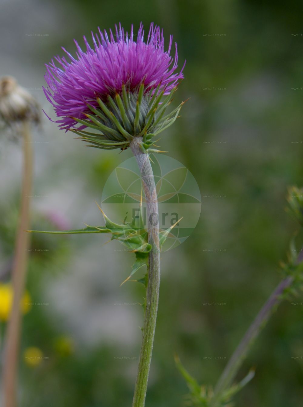 Foto von Carduus defloratus (Alpen-Distel - Alpine Thistle). Das Bild zeigt Blatt und Bluete. Das Foto wurde in Monte Bondeone, Provincia Autonoma di Trento, Italien, Alpen aufgenommen. ---- Photo of Carduus defloratus (Alpen-Distel - Alpine Thistle). The image is showing leaf and flower. The picture was taken in Monte Bondeone, Provincia Autonoma di Trento, Italy, Alps.(Carduus defloratus,Alpen-Distel,Alpine Thistle,Carduus cirsioides,Carduus defloratus,Carduus spinulosus,Carduus transalpinus,Carduus viridis,Alpen-Distel,Berg-Distel,Alpine Thistle,Carduus,Distel,Plumeless Thistle,Asteraceae,Korbblütengewächse,Daisy family,Blatt,Bluete,leaf,flower)