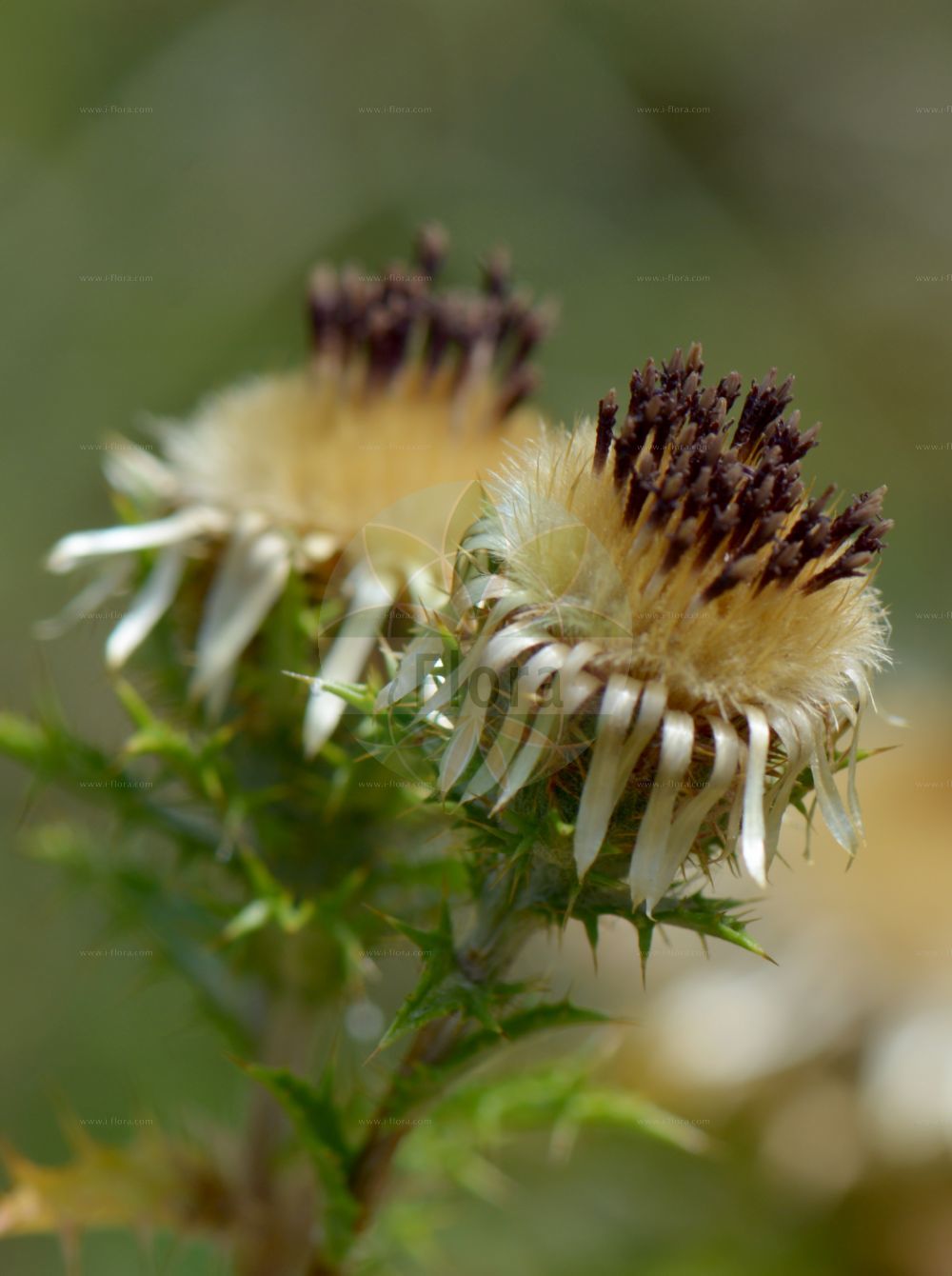 Foto von Carlina vulgaris (Golddistel - Carline Thistle). Das Bild zeigt Bluete und Frucht. Das Foto wurde in Bonn, Nordrhein-Westfalen, Deutschland aufgenommen. ---- Photo of Carlina vulgaris (Golddistel - Carline Thistle). The image is showing flower and fruit. The picture was taken in Bonn, North Rhine-Westphalia, Germany.(Carlina vulgaris,Golddistel,Carline Thistle,Carlina flavispina,Carlina rhodopaea,Carlina semiamplexicaulis,Carlina striata,Carlina taurica,Carlina vulgaris,Golddistel,Gewoehnliche Golddistel,Kleine Eberwurz,Carline Thistle,Carlina,Eberwurz,Carline Thistle,Asteraceae,Korbblütengewächse,Daisy family,Bluete,Frucht,flower,fruit)