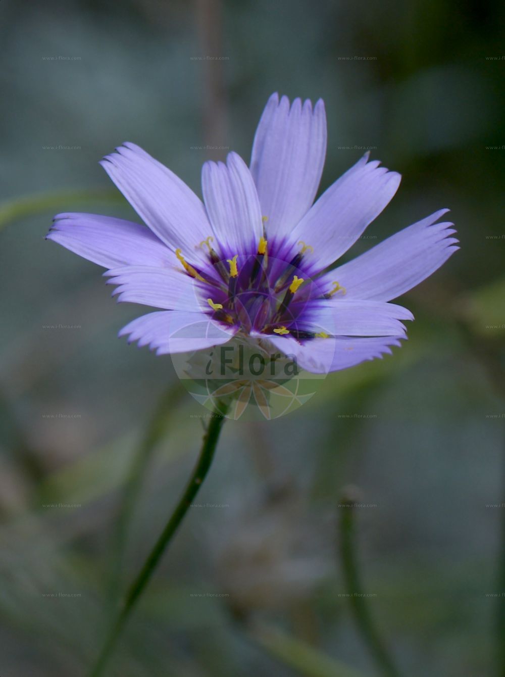 Foto von Catananche caerulea. Das Bild zeigt Bluete. Das Foto wurde in Genève, Schweiz aufgenommen. ---- Photo of Catananche caerulea. The image is showing flower. The picture was taken in Geneva, Switzerland.(Catananche caerulea,Catananche caerulea,Catananche,Asteraceae,Korbblütengewächse,Daisy family,Bluete,flower)