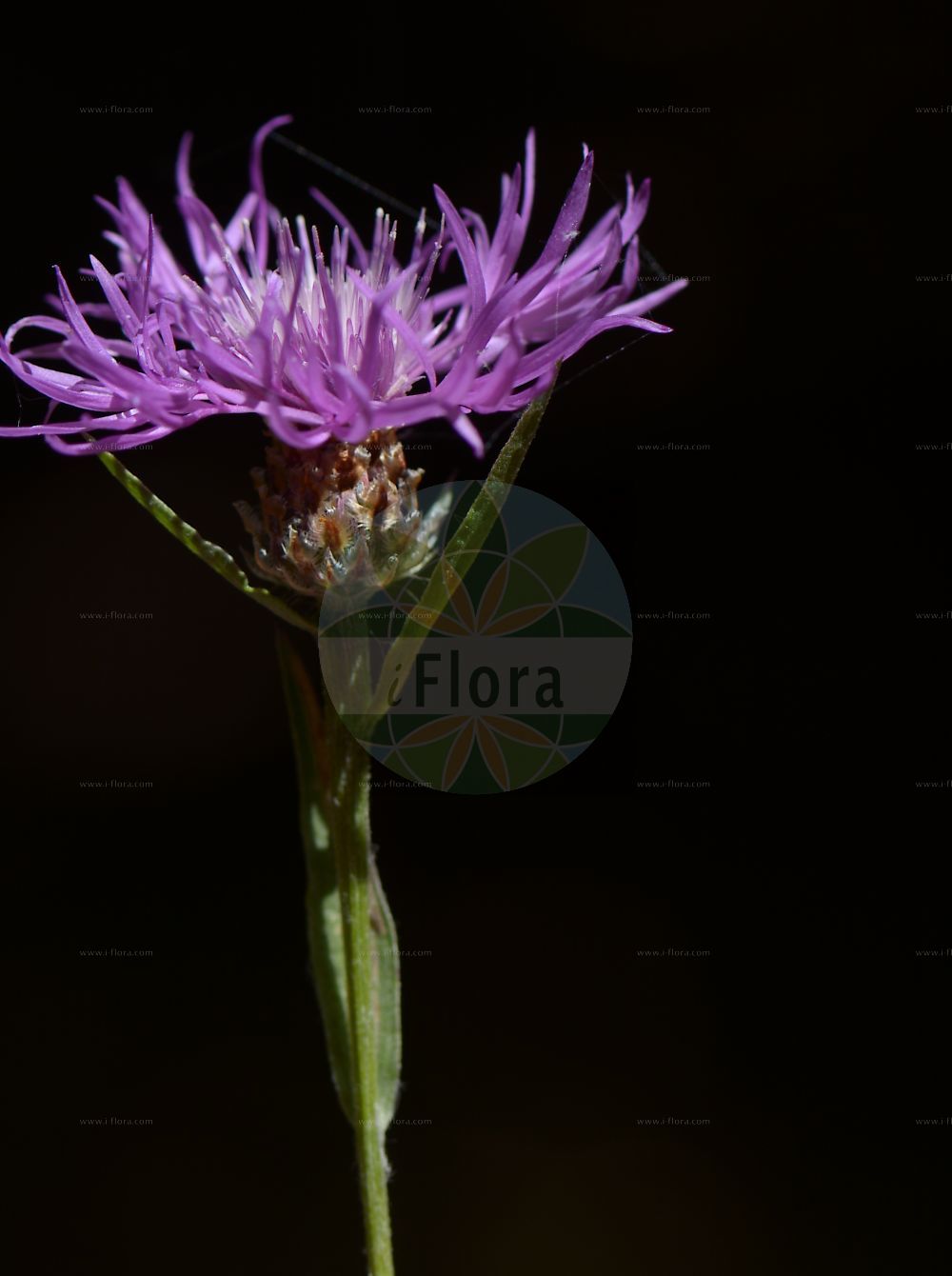 Foto von Centaurea jacea (Wiesen-Flockenblume - Brown Knapweed). Das Bild zeigt Bluete. Das Foto wurde in Saalbachniederung, Bruchsal, Baden-Württemberg, Deutschland, Oberrheinisches Tiefland und Rhein-Main-Ebene aufgenommen. ---- Photo of Centaurea jacea (Wiesen-Flockenblume - Brown Knapweed). The image is showing flower. The picture was taken in Saalbach valley, Bruchsal, Baden-Wuerttemberg, Germany, Oberrheinisches Tiefland and Rhein-Main-Ebene.(Centaurea jacea,Wiesen-Flockenblume,Brown Knapweed,Centaurea jacea,Centaurea pratensis,Centaurea variabilis,Jacea pratensis,Jacea tomentosa,,Wiesen-Flockenblume,Gewoehnliche Wiesen-Flockenblume,Brown Knapweed,Brownray Knapweed,Centaurea,Flockenblume,Knapweed,Asteraceae,Korbblütengewächse,Daisy family,Bluete,flower)