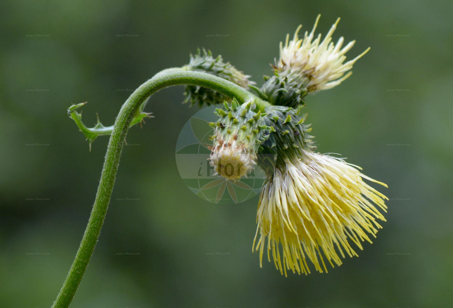 Foto von Cirsium erisithales (Kleb-Kratzdistel - Yellow Thistle). Das Bild zeigt Dorn, Blatt und Bluete. Das Foto wurde in Juliana, Trenta, Slowenien aufgenommen. ---- Photo of Cirsium erisithales (Kleb-Kratzdistel - Yellow Thistle). The image is showing thorn, leaf and flower. The picture was taken in Juliana, Trenta, Slovenia.(Cirsium erisithales,Kleb-Kratzdistel,Yellow Thistle,Carduus erisithales,Cirsium erisithales,Kleb-Kratzdistel,Yellow Thistle,Cirsium,Kratzdistel,Thistle,Asteraceae,Korbblütengewächse,Daisy family,Dorn,Blatt,Bluete,thorn,leaf,flower)