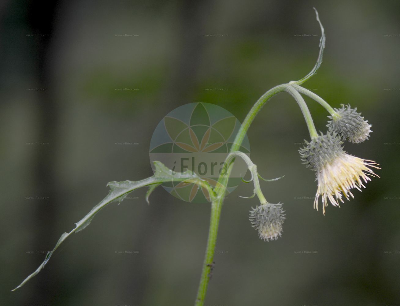 Foto von Cirsium erisithales (Kleb-Kratzdistel - Yellow Thistle). Das Bild zeigt Dorn, Blatt und Bluete. Das Foto wurde in Juliana, Trenta, Slowenien aufgenommen. ---- Photo of Cirsium erisithales (Kleb-Kratzdistel - Yellow Thistle). The image is showing thorn, leaf and flower. The picture was taken in Juliana, Trenta, Slovenia.(Cirsium erisithales,Kleb-Kratzdistel,Yellow Thistle,Carduus erisithales,Cirsium erisithales,Kleb-Kratzdistel,Yellow Thistle,Cirsium,Kratzdistel,Thistle,Asteraceae,Korbblütengewächse,Daisy family,Dorn,Blatt,Bluete,thorn,leaf,flower)