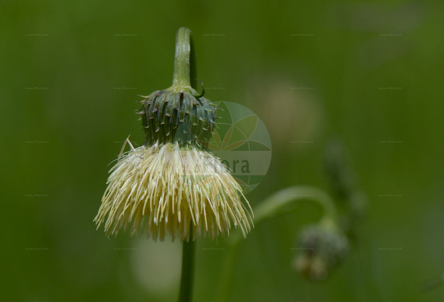 Foto von Cirsium erisithales (Kleb-Kratzdistel - Yellow Thistle). Das Bild zeigt Dorn, Blatt und Bluete. Das Foto wurde in Monte Bondeone, Provincia Autonoma di Trento, Italien, Alpen aufgenommen. ---- Photo of Cirsium erisithales (Kleb-Kratzdistel - Yellow Thistle). The image is showing thorn, leaf and flower. The picture was taken in Monte Bondeone, Provincia Autonoma di Trento, Italy, Alps.(Cirsium erisithales,Kleb-Kratzdistel,Yellow Thistle,Carduus erisithales,Cirsium erisithales,Kleb-Kratzdistel,Yellow Thistle,Cirsium,Kratzdistel,Thistle,Asteraceae,Korbblütengewächse,Daisy family,Dorn,Blatt,Bluete,thorn,leaf,flower)