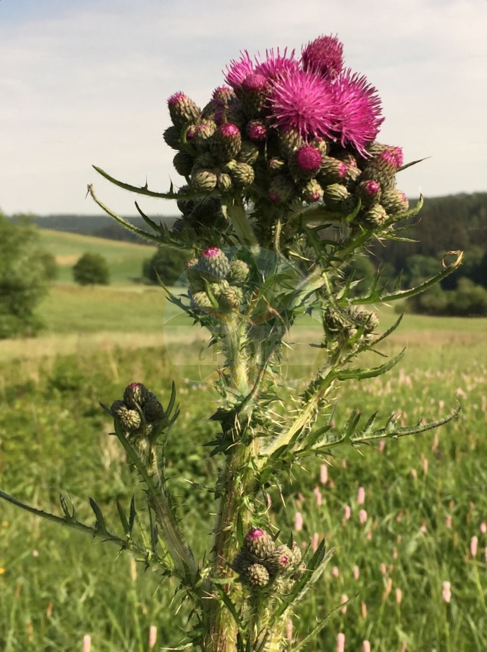 Foto von Cirsium palustre (Sumpf-Kratzdistel - Marsh Thistle). Das Bild zeigt Dorn, Blatt und Bluete. Das Foto wurde in Hessen, Deutschland, Oberrheinisches Tiefland und Rhein-Main-Ebene, Untermainebene aufgenommen. ---- Photo of Cirsium palustre (Sumpf-Kratzdistel - Marsh Thistle). The image is showing thorn, leaf and flower. The picture was taken in Hesse, Germany, Oberrheinisches Tiefland and Rhein-Main-Ebene, Untermainebene.(Cirsium palustre,Sumpf-Kratzdistel,Marsh Thistle,Carduus palustris,Cirsium palustre,Cnicus palustris,Sumpf-Kratzdistel,Marsh Thistle,Plume Thistle,Cirsium,Kratzdistel,Thistle,Asteraceae,Korbblütengewächse,Daisy family,Dorn,Blatt,Bluete,thorn,leaf,flower)