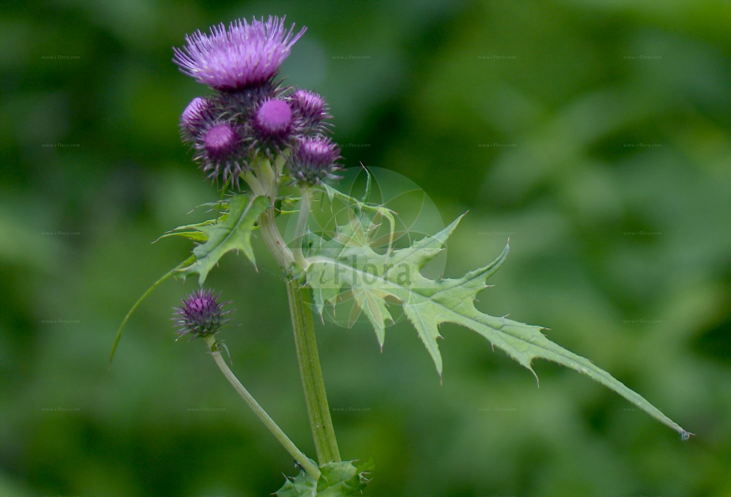 Foto von Cirsium rivulare (Bach-Kratzdistel - Brook Thistle). Das Bild zeigt Dorn, Blatt und Bluete. Das Foto wurde in Monte Bondeone, Provincia Autonoma di Trento, Italien, Alpen aufgenommen. ---- Photo of Cirsium rivulare (Bach-Kratzdistel - Brook Thistle). The image is showing thorn, leaf and flower. The picture was taken in Monte Bondeone, Provincia Autonoma di Trento, Italy, Alps.(Cirsium rivulare,Bach-Kratzdistel,Brook Thistle,Carduus rivularis,Carduus tricephalodes,Cirsium rivulare,Cirsium salisburgense,Cirsium tricephalodes,Cnicus rivularis,Cnicus salisburgensis,Bach-Kratzdistel,Brook Thistle,Cirsium,Kratzdistel,Thistle,Asteraceae,Korbblütengewächse,Daisy family,Dorn,Blatt,Bluete,thorn,leaf,flower)
