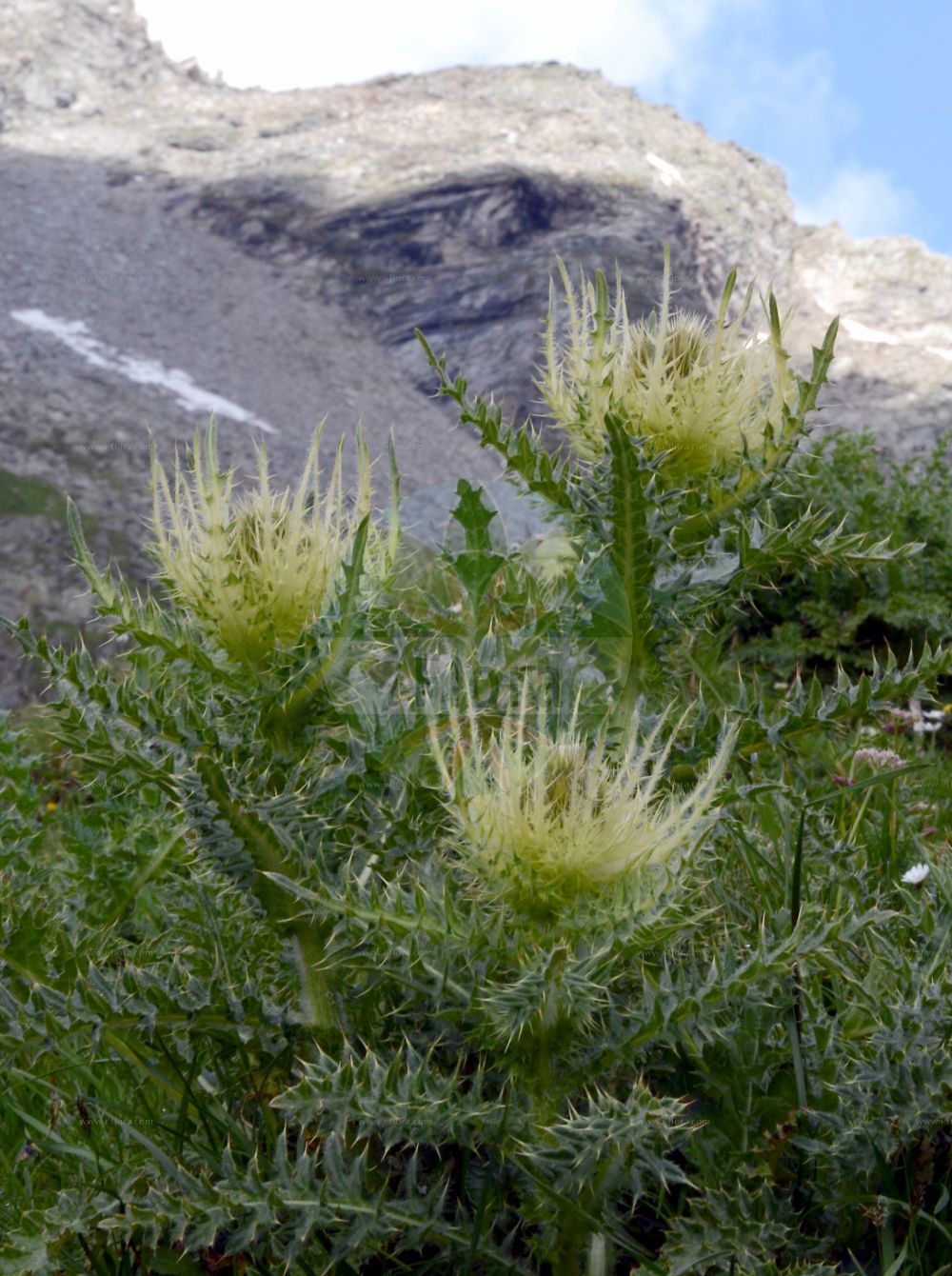 Foto von Cirsium spinosissimum (Alpen-Kratzdistel - Spiniest Thistle). Das Bild zeigt Blatt und Bluete. Das Foto wurde in Finkenberg, Tirol, Österreich, Alpen, Zillertal aufgenommen. ---- Photo of Cirsium spinosissimum (Alpen-Kratzdistel - Spiniest Thistle). The image is showing leaf and flower. The picture was taken in Finkenberg, Tyrol, Austria, Alps, Zillertal.(Cirsium spinosissimum,Alpen-Kratzdistel,Spiniest Thistle,Cirsium spinosissimum,Cnicus spinosissimus,Alpen-Kratzdistel,Spiniest Thistle,Cirsium,Kratzdistel,Thistle,Asteraceae,Korbblütengewächse,Daisy family,Blatt,Bluete,leaf,flower)
