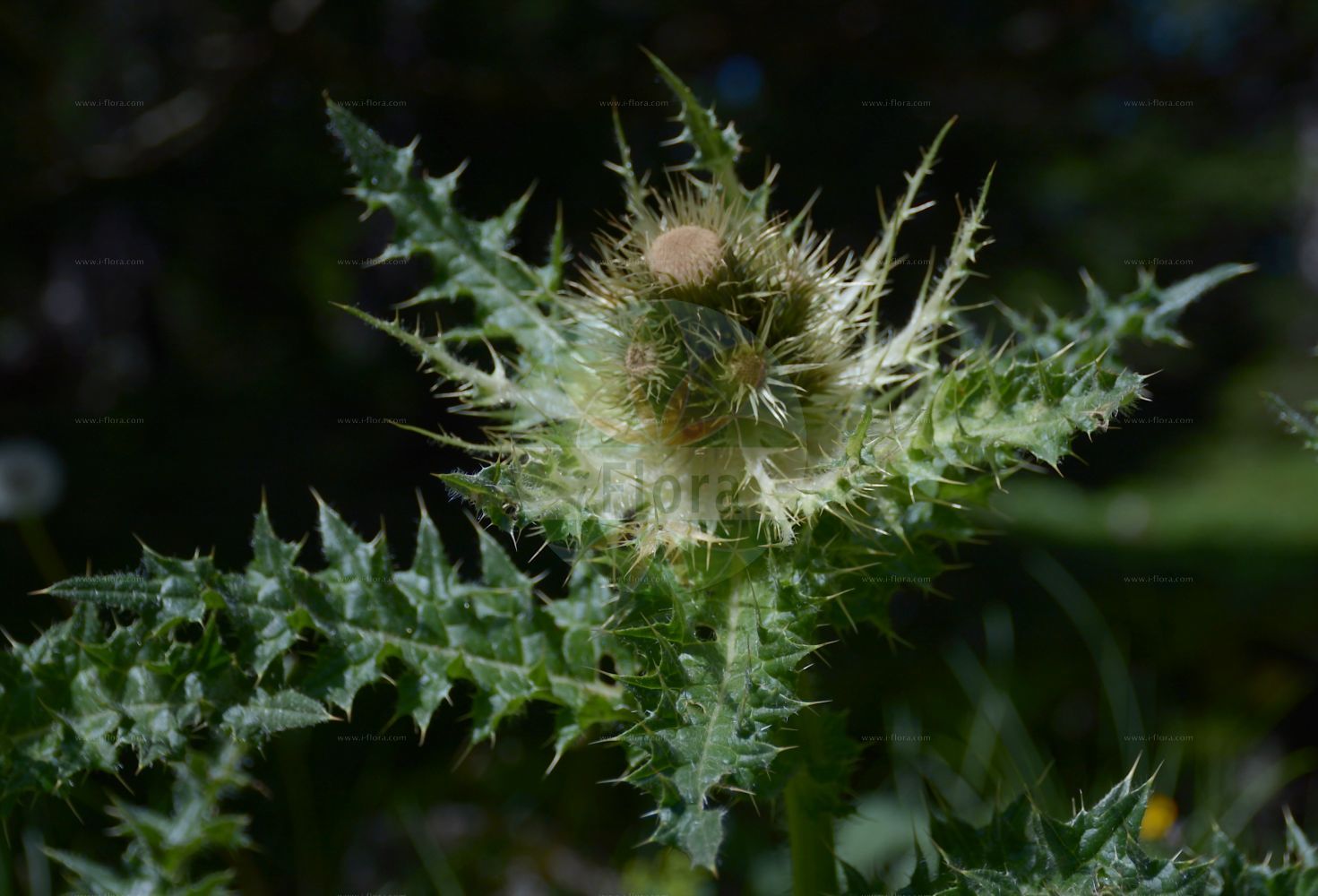 Foto von Cirsium spinosissimum (Alpen-Kratzdistel - Spiniest Thistle). Das Bild zeigt Blatt und Bluete. Das Foto wurde in Schachen, Garmisch-Partenkirchen, Bayern, Deutschland, Alpen aufgenommen. ---- Photo of Cirsium spinosissimum (Alpen-Kratzdistel - Spiniest Thistle). The image is showing leaf and flower. The picture was taken in Schachen, Garmisch-Partenkirchen, Bavaria, Germany, Alps.(Cirsium spinosissimum,Alpen-Kratzdistel,Spiniest Thistle,Cirsium spinosissimum,Cnicus spinosissimus,Alpen-Kratzdistel,Spiniest Thistle,Cirsium,Kratzdistel,Thistle,Asteraceae,Korbblütengewächse,Daisy family,Blatt,Bluete,leaf,flower)