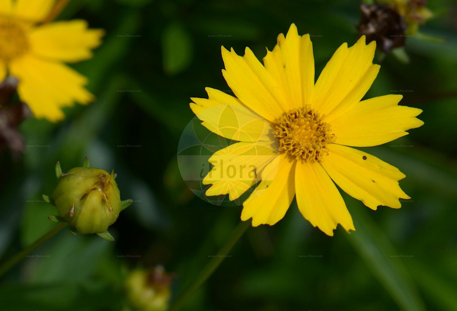 Foto von Coreopsis lanceolata (Garten-Mädchenauge - Lanceleaf Tickseed). Das Bild zeigt Bluete. Das Foto wurde in Nancy, Grand Est, Frankreich aufgenommen. ---- Photo of Coreopsis lanceolata (Garten-Mädchenauge - Lanceleaf Tickseed). The image is showing flower. The picture was taken in Nancy, Grand Est, France.(Coreopsis lanceolata,Garten-Mädchenauge,Lanceleaf Tickseed,Coreopsis lanceolata,Garten-Maedchenauge,Lanceleaf Tickseed,Tickseed,Lance Coreopis,Garden Coreopsis,Coreopsis,Mädchenauge,Tickseed,Asteraceae,Korbblütengewächse,Daisy family,Bluete,flower)