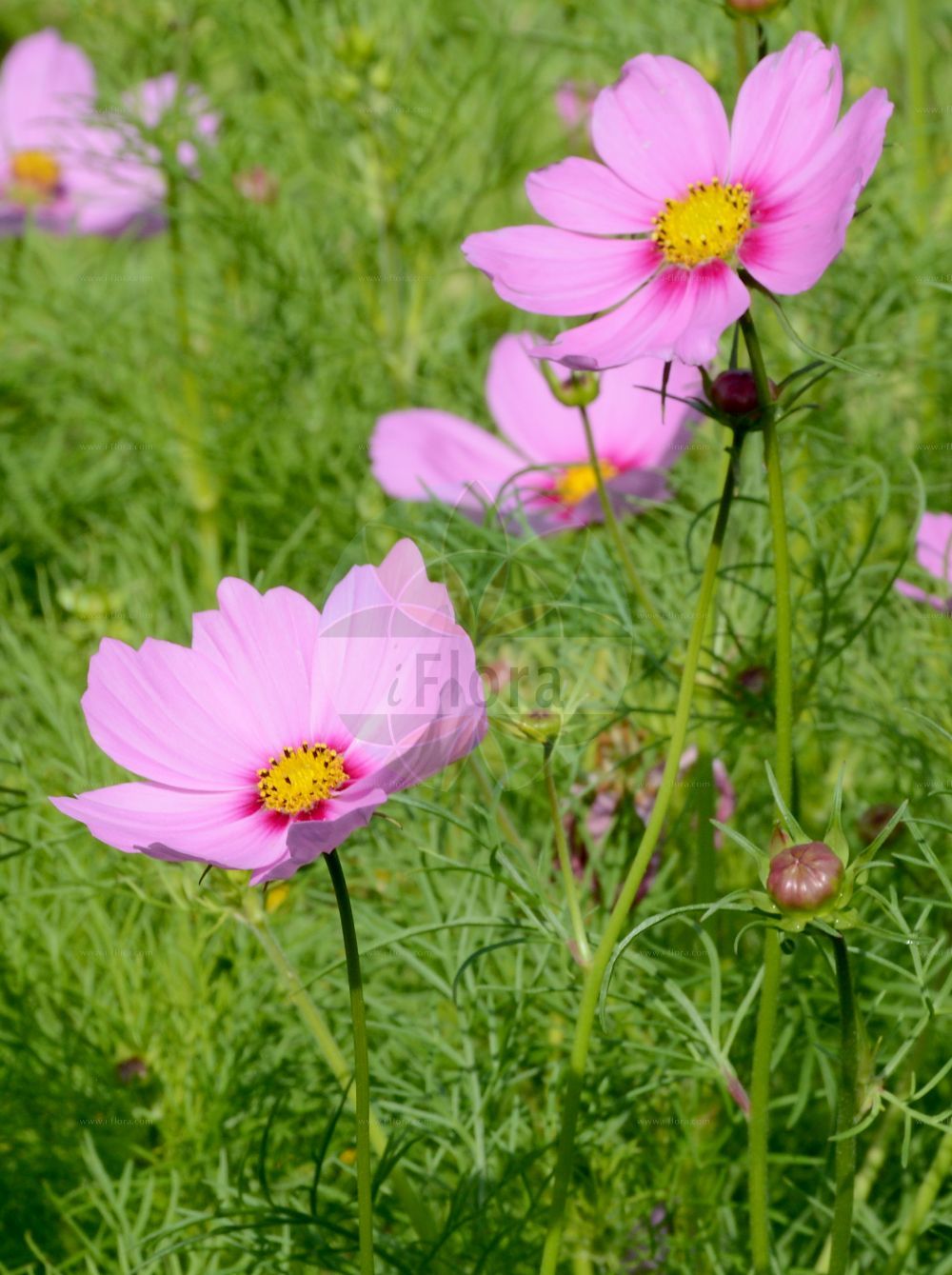 Foto von Cosmos bipinnatus. Das Bild zeigt Bluete. Das Foto wurde in Dresden, Sachsen, Deutschland aufgenommen. ---- Photo of Cosmos bipinnatus. The image is showing flower. The picture was taken in Dresden, Sachsen, Germany.(Cosmos bipinnatus,Cosmos bipinnatus,Cosmos,Asteraceae,Korbblütengewächse,Daisy family,Bluete,flower)