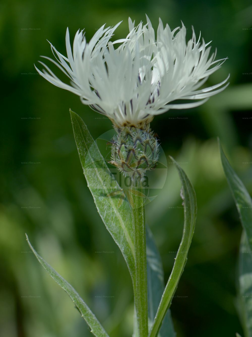Foto von Cyanus cheiranthifolius. Das Bild zeigt Blatt und Bluete. Das Foto wurde in Göteborg, Schweden aufgenommen. ---- Photo of Cyanus cheiranthifolius. The image is showing leaf and flower. The picture was taken in Gothenburg, Sweden.(Cyanus cheiranthifolius,Centaurea cheiranthifolia,Centaurea fischeri,Centaurea ochroleuca,Cyanus cheiranthifolius,Cyanus fischeri,Cyanus,Asteraceae,Korbblütengewächse,Daisy family,Blatt,Bluete,leaf,flower)