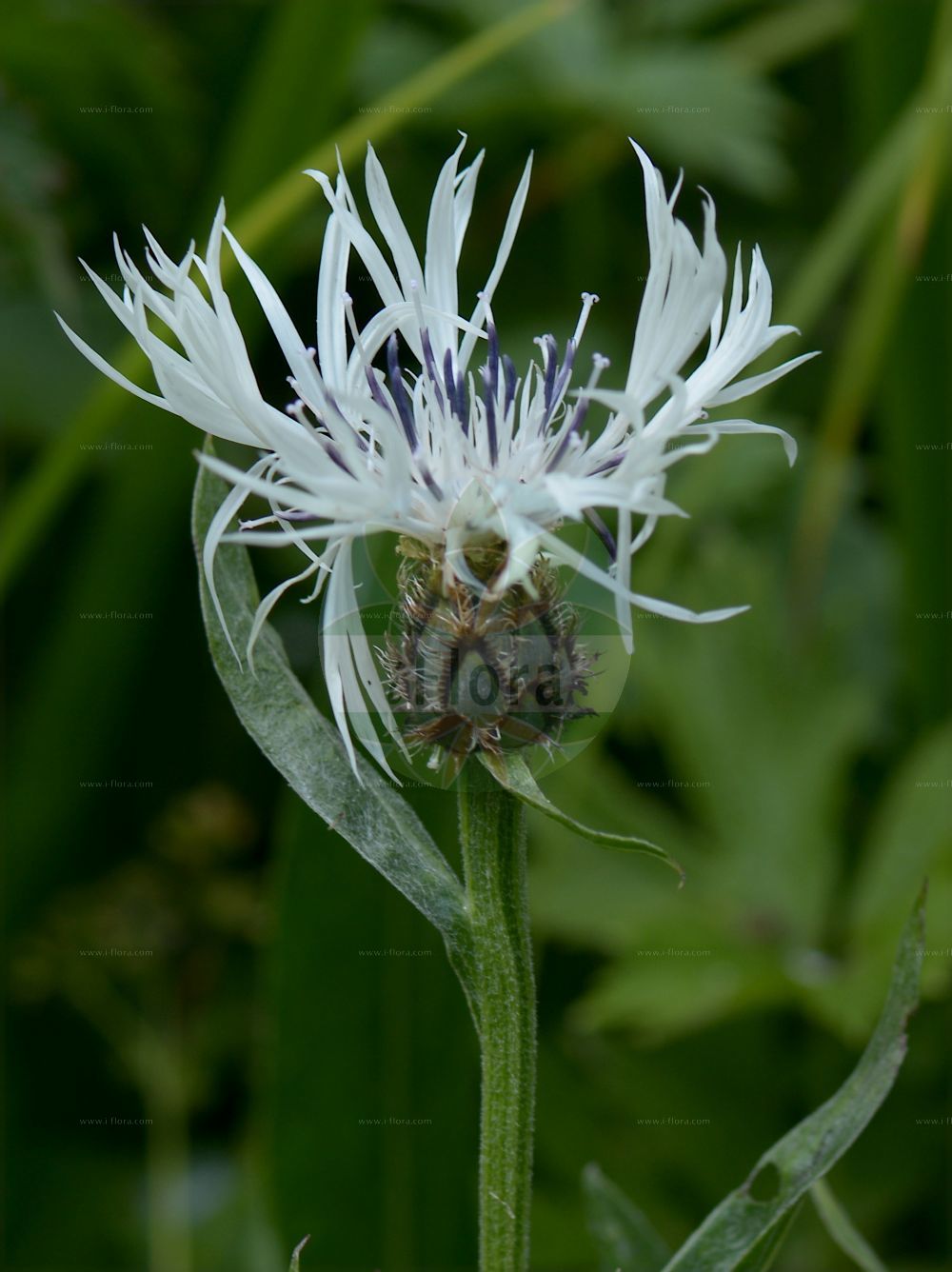 Foto von Cyanus cheiranthifolius. Das Bild zeigt Blatt und Bluete. Das Foto wurde in Station Alpine Joseph Fourier, Col du Lautaret, Auvergne-Rhône-Alpes, Frankreich aufgenommen. ---- Photo of Cyanus cheiranthifolius. The image is showing leaf and flower. The picture was taken in Station Alpine Joseph Fourier, Col du Lautaret, Auvergne-Rhône-Alpes, France.(Cyanus cheiranthifolius,Centaurea cheiranthifolia,Centaurea fischeri,Centaurea ochroleuca,Cyanus cheiranthifolius,Cyanus fischeri,Cyanus,Asteraceae,Korbblütengewächse,Daisy family,Blatt,Bluete,leaf,flower)