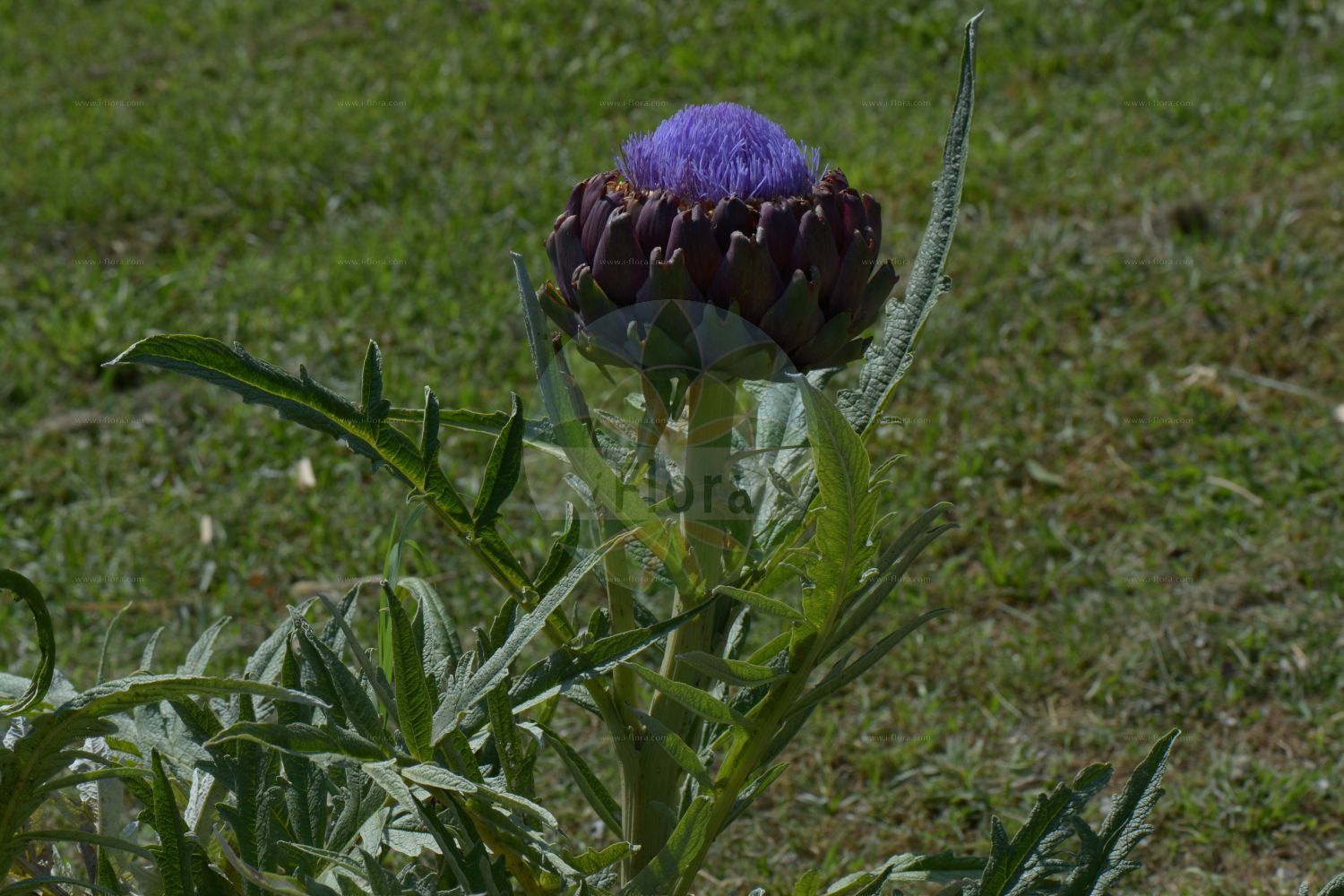 Foto von Cynara cardunculus. Das Bild zeigt Blatt und Bluete. Das Foto wurde in Napoli, Campania, Italien aufgenommen. ---- Photo of Cynara cardunculus. The image is showing leaf and flower. The picture was taken in Napoli, Campania, Italy.(Cynara cardunculus,Cynara cardunculus,Cynara corsica,Cynara horrida,Cynara sylvestris,Cynara,Asteraceae,Korbblütengewächse,Daisy family,Blatt,Bluete,leaf,flower)