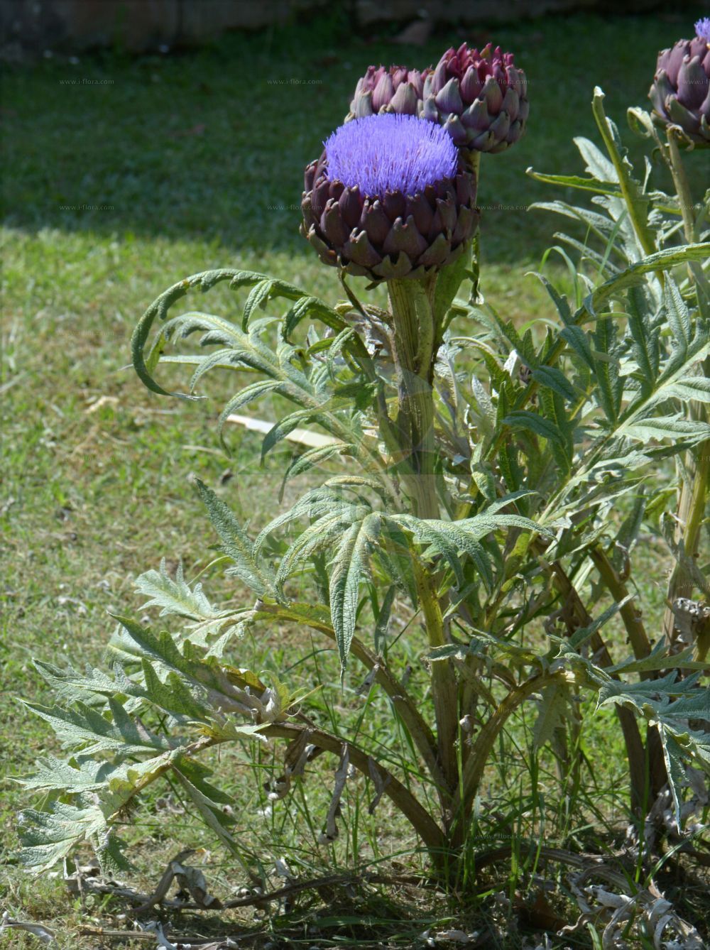 Foto von Cynara cardunculus. Das Bild zeigt Blatt und Bluete. Das Foto wurde in Napoli, Campania, Italien aufgenommen. ---- Photo of Cynara cardunculus. The image is showing leaf and flower. The picture was taken in Napoli, Campania, Italy.(Cynara cardunculus,Cynara cardunculus,Cynara corsica,Cynara horrida,Cynara sylvestris,Cynara,Asteraceae,Korbblütengewächse,Daisy family,Blatt,Bluete,leaf,flower)