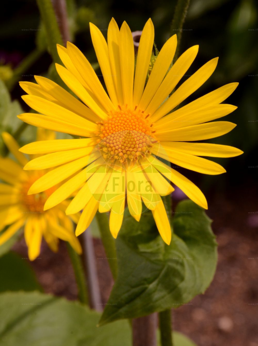 Foto von Doronicum austriacum (Österreichische Gemswurz - Austrian Leopard's-bane). Das Bild zeigt Blatt und Bluete. Das Foto wurde in Oldenburg, Niedersachsen, Deutschland aufgenommen. ---- Photo of Doronicum austriacum (Österreichische Gemswurz - Austrian Leopard's-bane). The image is showing leaf and flower. The picture was taken in Oldenburg, Lower Saxony, Germany.(Doronicum austriacum,Österreichische Gemswurz,Austrian Leopard's-bane,Doronicum austriacum,Österreichische Gemswurz,Austrian Leopard's-bane,Doronicum,Gemswurz,False Leopard's-bane,Asteraceae,Korbblütengewächse,Daisy family,Blatt,Bluete,leaf,flower)