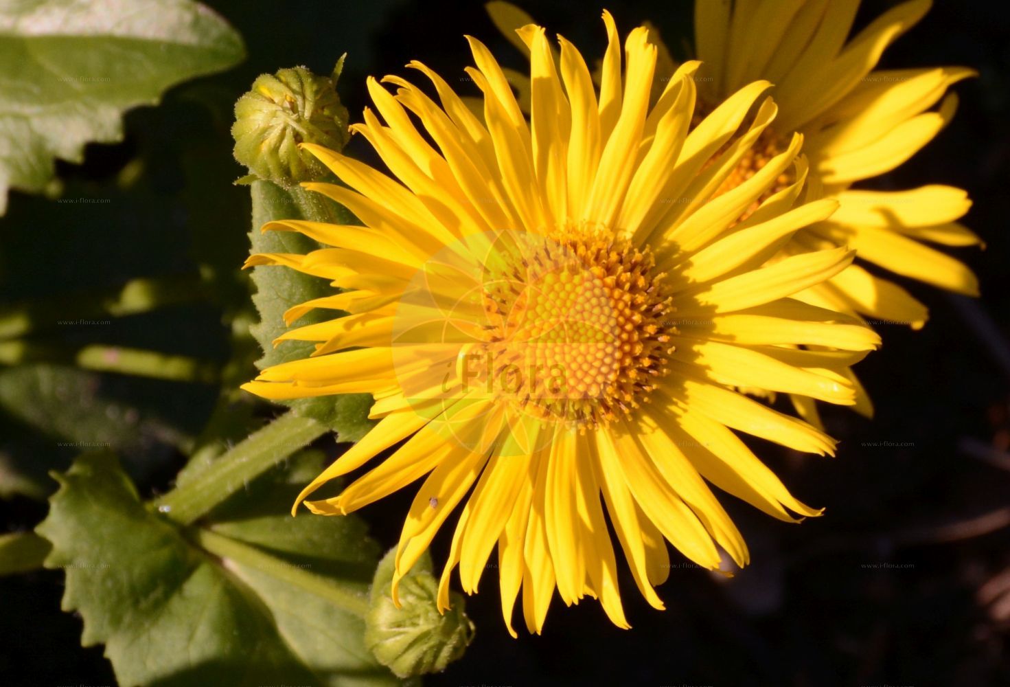 Foto von Doronicum orientale. Das Bild zeigt Blatt und Bluete. Das Foto wurde in Köln, Nordrhein-Westfalen, Deutschland aufgenommen. ---- Photo of Doronicum orientale. The image is showing leaf and flower. The picture was taken in Cologne, North Rhine-Westphalia, Germany.(Doronicum orientale,Doronicum caucasicum,Doronicum orientale,Doronicum,Gemswurz,False Leopard's-bane,Asteraceae,Korbblütengewächse,Daisy family,Blatt,Bluete,leaf,flower)