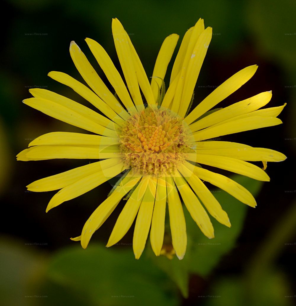 Foto von Doronicum pardalianches (Kriechende Gemswurz - Leopard's-bane). Das Bild zeigt Bluete. Das Foto wurde in Bonn, Nordrhein-Westfalen, Deutschland aufgenommen. ---- Photo of Doronicum pardalianches (Kriechende Gemswurz - Leopard's-bane). The image is showing flower. The picture was taken in Bonn, North Rhine-Westphalia, Germany.(Doronicum pardalianches,Kriechende Gemswurz,Leopard's-bane,Arnica scorpioides,Doronicum cordatum,Doronicum matthioli,Doronicum pardalianches,Kriechende Gemswurz,Kriech-Gaemswurz,Schwindelwurz,Leopard's-bane,Great Leopardsbane,Great False Leopardbane,Doronicum,Gemswurz,False Leopard's-bane,Asteraceae,Korbblütengewächse,Daisy family,Bluete,flower)