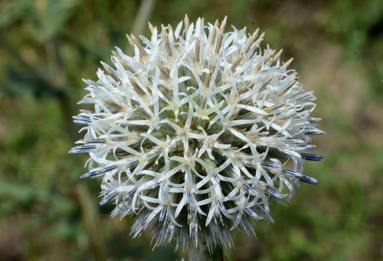 Foto von Echinops exaltatus (Drüsenlose Kugeldistel - Globe-thistle). Das Bild zeigt Bluete. Das Foto wurde in Berlin, Deutschland aufgenommen. ---- Photo of Echinops exaltatus (Drüsenlose Kugeldistel - Globe-thistle). The image is showing flower. The picture was taken in Berlin, Germany.(Echinops exaltatus,Drüsenlose Kugeldistel,Globe-thistle,Echinops commutatus,Echinops exaltatus,Echinops globifer,Druesenlose Kugeldistel,Hohe Kugeldistel,Globe-thistle,Tall Globethistle,Variegated Globe Thistle,Echinops,Kugeldistel,Globethistle,Asteraceae,Korbblütengewächse,Daisy family,Bluete,flower)
