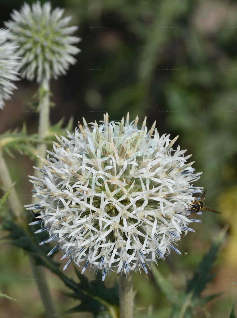 Foto von Echinops exaltatus (Drüsenlose Kugeldistel - Globe-thistle). Das Bild zeigt Bluete. Das Foto wurde in Berlin, Deutschland aufgenommen. ---- Photo of Echinops exaltatus (Drüsenlose Kugeldistel - Globe-thistle). The image is showing flower. The picture was taken in Berlin, Germany.(Echinops exaltatus,Drüsenlose Kugeldistel,Globe-thistle,Echinops commutatus,Echinops exaltatus,Echinops globifer,Druesenlose Kugeldistel,Hohe Kugeldistel,Globe-thistle,Tall Globethistle,Variegated Globe Thistle,Echinops,Kugeldistel,Globethistle,Asteraceae,Korbblütengewächse,Daisy family,Bluete,flower)