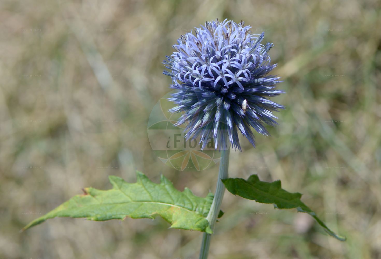 Foto von Echinops ritro. Das Bild zeigt Blatt und Bluete. Das Foto wurde in Bonn, Nordrhein-Westfalen, Deutschland aufgenommen. ---- Photo of Echinops ritro. The image is showing leaf and flower. The picture was taken in Bonn, North Rhine-Westphalia, Germany.(Echinops ritro,Echinops ritro,Echinops tenuifolius,Echinops,Kugeldistel,Globethistle,Asteraceae,Korbblütengewächse,Daisy family,Blatt,Bluete,leaf,flower)