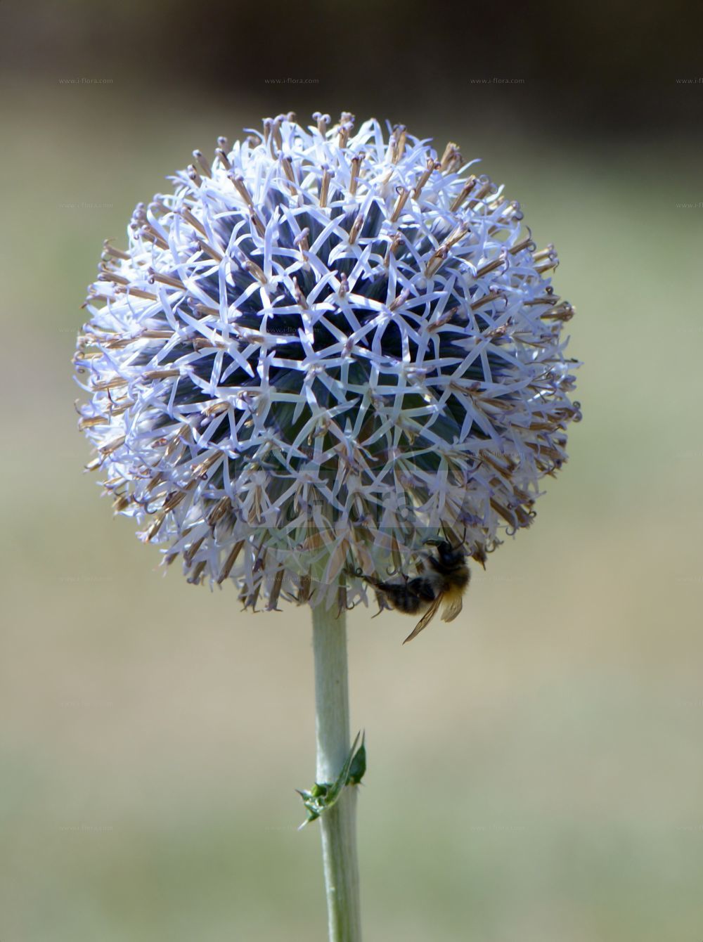 Foto von Echinops ritro. Das Bild zeigt Bluete. Das Foto wurde in Bonn, Nordrhein-Westfalen, Deutschland aufgenommen. ---- Photo of Echinops ritro. The image is showing flower. The picture was taken in Bonn, North Rhine-Westphalia, Germany.(Echinops ritro,Echinops ritro,Echinops tenuifolius,Echinops,Kugeldistel,Globethistle,Asteraceae,Korbblütengewächse,Daisy family,Bluete,flower)