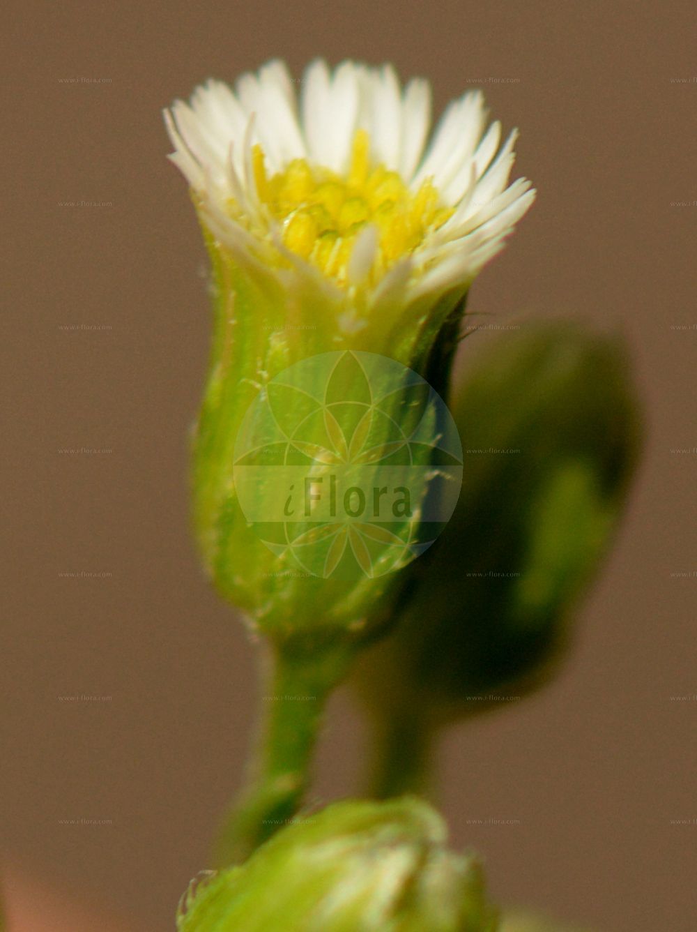 Foto von Erigeron sumatrensis (Weißliches Berufkraut - Guernsey Fleabane). Das Bild zeigt Bluete. Das Foto wurde in Wiesbaden, Hessen, Deutschland, Oberrheinisches Tiefland und Rhein-Main-Ebene aufgenommen. ---- Photo of Erigeron sumatrensis (Weißliches Berufkraut - Guernsey Fleabane). The image is showing flower. The picture was taken in Wiesbaden, Hesse, Germany, Oberrheinisches Tiefland and Rhein-Main-Ebene.(Erigeron sumatrensis,Weißliches Berufkraut,Guernsey Fleabane,Conyza albida,Conyza flahaultiana,Conyza naudinii,Conyza sumatrensis,Erigeron albidus,Erigeron naudinii,Erigeron sumatrensis,Weissliches Berufkraut,Guernsey Fleabane,Guersey Fleabane,Erigeron,Berufkraut,Fleabane,Asteraceae,Korbblütengewächse,Daisy family,Bluete,flower)