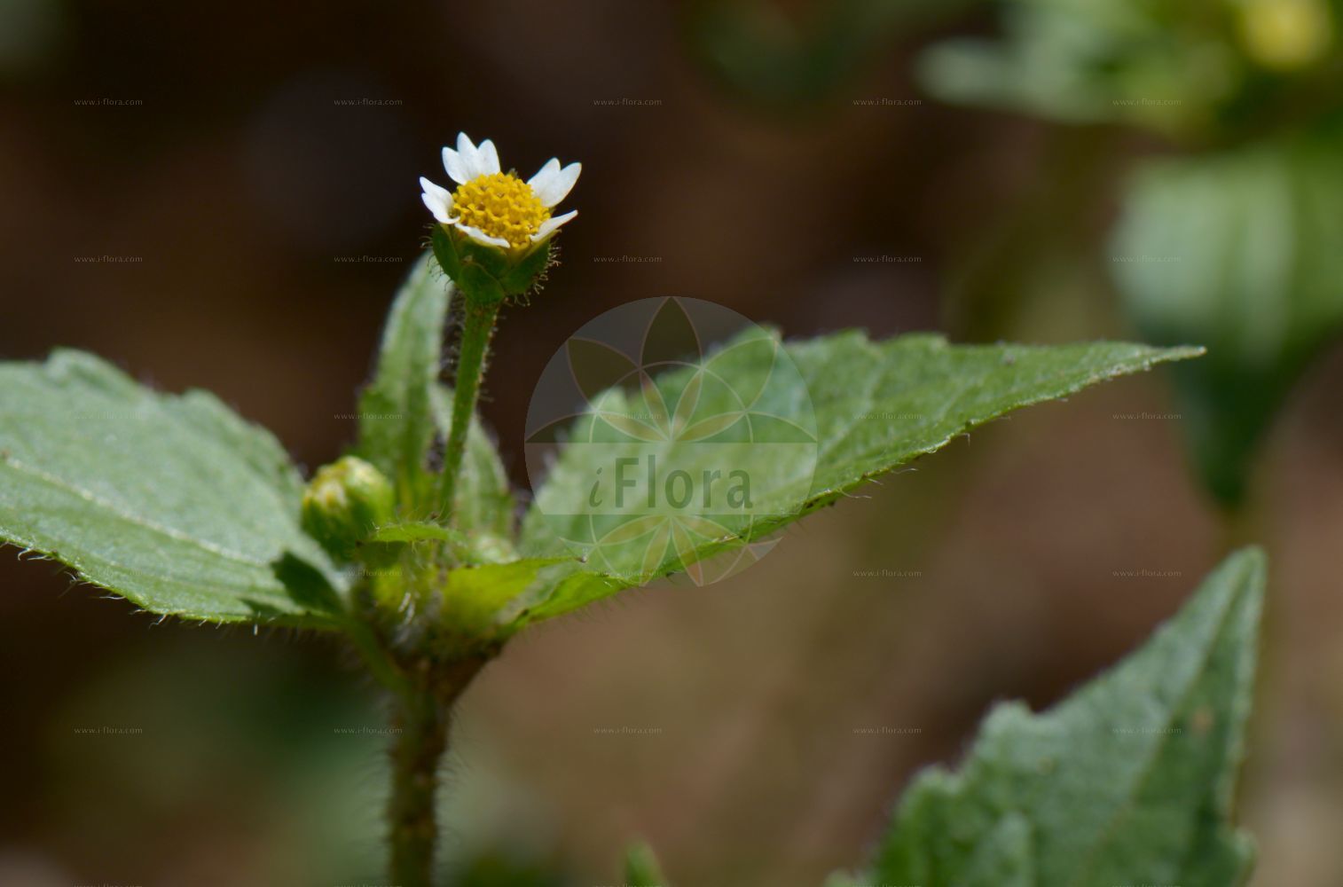 Foto von Galinsoga quadriradiata (Zottiges Franzosenkraut - Shaggy-soldier). Das Bild zeigt Blatt und Bluete. Das Foto wurde in Nancy, Grand Est, Frankreich aufgenommen. ---- Photo of Galinsoga quadriradiata (Zottiges Franzosenkraut - Shaggy-soldier). The image is showing leaf and flower. The picture was taken in Nancy, Grand Est, France.(Galinsoga quadriradiata,Zottiges Franzosenkraut,Shaggy-soldier,Adventina ciliata,Galinsoga aristulata,Galinsoga caracasana,Galinsoga ciliata,Galinsoga quadriradiata,Galinsoga urticifolia,Vargasia caracasana,Wiborgia urticifolia,Zottiges Franzosenkraut,Behaartes Franzosenkraut,Zottiges Knopfkraut,Shaggy-soldier,Hairy Galinsoga,Galinsoga,Franzosenkraut,Gallant Soldier,Asteraceae,Korbblütengewächse,Daisy family,Blatt,Bluete,leaf,flower)