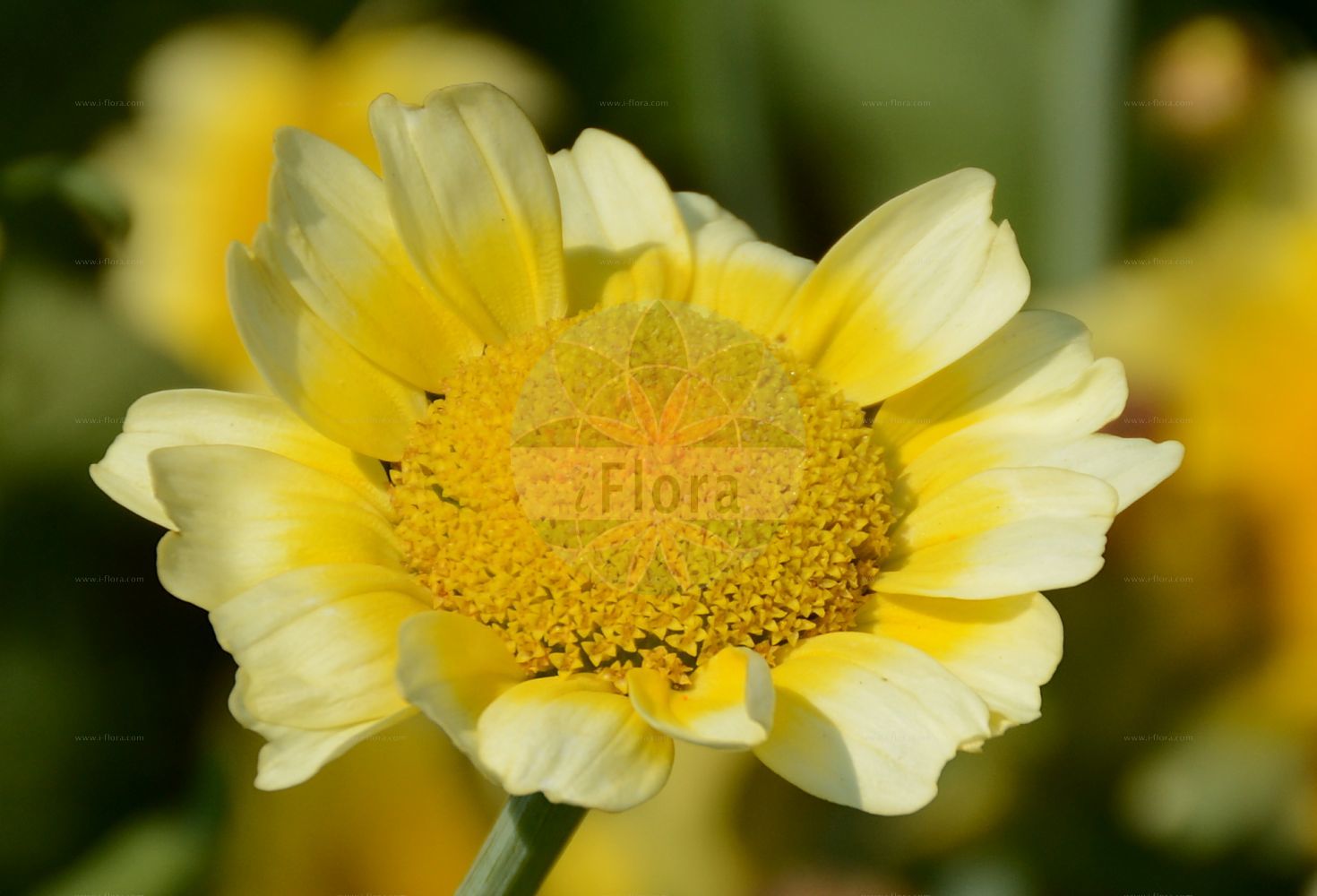 Foto von Glebionis coronaria (Crown Daisy). Das Bild zeigt Bluete. Das Foto wurde in Bonn, Nordrhein-Westfalen, Deutschland aufgenommen. ---- Photo of Glebionis coronaria (Crown Daisy). The image is showing flower. The picture was taken in Bonn, North Rhine-Westphalia, Germany.(Glebionis coronaria,Crown Daisy,Chrysanthemum coronarium,Chrysanthemum merinoanum,Glebionis coronaria,Pinardia coronaria,Xanthophthalmum coronarium,Glebionis,Wucherblume,Asteraceae,Korbblütengewächse,Daisy family,Bluete,flower)
