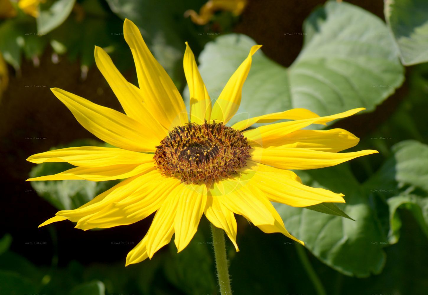Foto von Helianthus annuus (Sunflower). Das Bild zeigt Bluete. Das Foto wurde in Nancy, Grand Est, Frankreich aufgenommen. ---- Photo of Helianthus annuus (Sunflower). The image is showing flower. The picture was taken in Nancy, Grand Est, France.(Helianthus annuus,Sunflower,Helianthus annuus,Helianthus macrocarpus,Helianthus,Sonnenblume,Sunflower,Asteraceae,Korbblütengewächse,Daisy family,Bluete,flower)