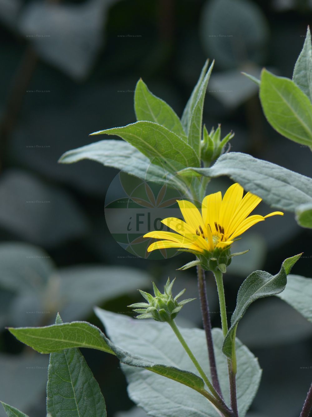 Foto von Helianthus mollis. Das Bild zeigt Blatt und Bluete. Das Foto wurde in Lyon, Auvergne-Rhône-Alpes, Frankreich aufgenommen. ---- Photo of Helianthus mollis. The image is showing leaf and flower. The picture was taken in Lyon, Auvergne-Rhône-Alpes, France.(Helianthus mollis,Helianthus mollis,Helianthus,Sonnenblume,Sunflower,Asteraceae,Korbblütengewächse,Daisy family,Blatt,Bluete,leaf,flower)