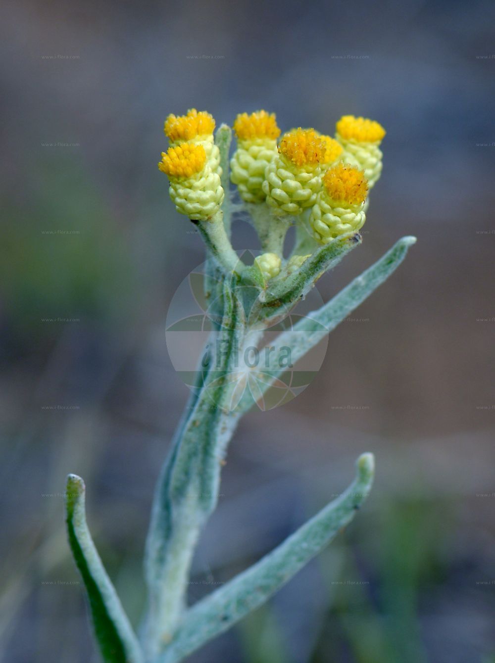 Foto von Helichrysum arenarium (Sand-Strohblume - Strawflower). Das Bild zeigt Blatt und Bluete. Das Foto wurde in Griesheimer Düne, Darmstadt, Hessen, Deutschland, Oberrheinisches Tiefland und Rhein-Main-Ebene aufgenommen. ---- Photo of Helichrysum arenarium (Sand-Strohblume - Strawflower). The image is showing leaf and flower. The picture was taken in Griesheimer dune, Darmstadt, Hesse, Germany, Oberrheinisches Tiefland and Rhein-Main-Ebene.(Helichrysum arenarium,Sand-Strohblume,Strawflower,Gnaphalium arenarium,Helichrysum arenarium,Sand-Strohblume,Strawflower,Helichrysum,Strohblume,Strawflower,Asteraceae,Korbblütengewächse,Daisy family,Blatt,Bluete,leaf,flower)