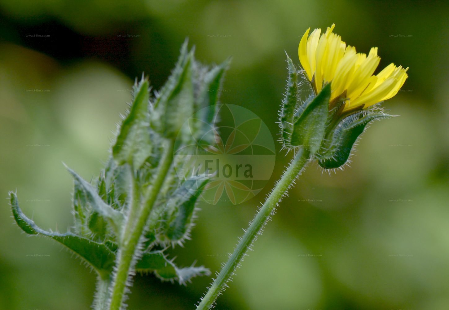 Foto von Helminthotheca echioides (Natternkopf-Bitterkraut - Bristly Oxtongue). Das Bild zeigt Bluete. Das Foto wurde in Nancy, Grand Est, Frankreich aufgenommen. ---- Photo of Helminthotheca echioides (Natternkopf-Bitterkraut - Bristly Oxtongue). The image is showing flower. The picture was taken in Nancy, Grand Est, France.(Helminthotheca echioides,Natternkopf-Bitterkraut,Bristly Oxtongue,Helminthia echioides,Helminthia humifusa,Helminthia pratensis,Helminthia tuberculata,Helminthotheca echioides,Picris echioides,Picris humifusa,Natternkopf-Bitterkraut,Natterkopf-Bitterkraut,Wurmsalat,Bristly Oxtongue,Helminthotheca,Bitterkraut,Asteraceae,Korbblütengewächse,Daisy family,Bluete,flower)