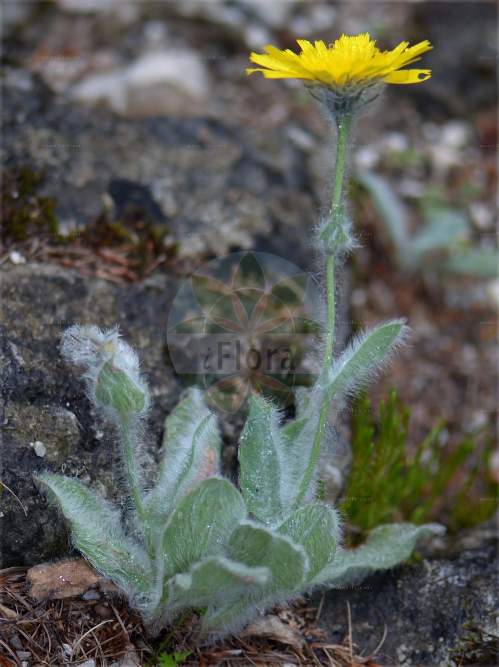 Foto von Hieracium gymnocephalum. Das Bild zeigt Blatt und Bluete. Das Foto wurde in Juliana, Trenta, Slowenien aufgenommen. ---- Photo of Hieracium gymnocephalum. The image is showing leaf and flower. The picture was taken in Juliana, Trenta, Slovenia.(Hieracium gymnocephalum,Hieracium blecicii,Hieracium gymnocephalum,Hieracium orieni,Hieracium paratrichum,Hieracium waldsteinii subsp. orieni,Hieracium,Habichtskraut,Hawkweeds,Asteraceae,Korbblütengewächse,Daisy family,Blatt,Bluete,leaf,flower)