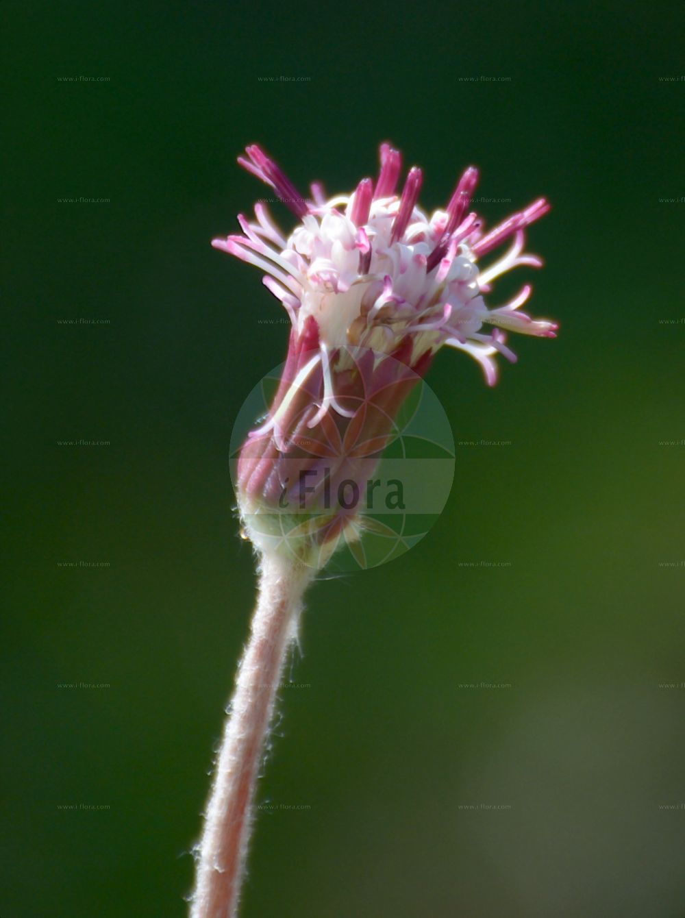 Foto von Homogyne alpina (Grüner Alpenlattich - Purple Colt's-foot). Das Bild zeigt Bluete. Das Foto wurde in Schachen, Garmisch-Partenkirchen, Bayern, Deutschland, Alpen aufgenommen. ---- Photo of Homogyne alpina (Grüner Alpenlattich - Purple Colt's-foot). The image is showing flower. The picture was taken in Schachen, Garmisch-Partenkirchen, Bavaria, Germany, Alps.(Homogyne alpina,Grüner Alpenlattich,Purple Colt's-foot,Homogyne alpina,Tussilago alpina,Tussilago sylvestris,Gruener Alpenlattich,Alpen-Brandlattich,Gruener Brandlattich,Purple Colt's-foot,Alpine Coltsfoot,Purple Colt's-foo,Homogyne,Alpenlattich,Coltsfoot,Asteraceae,Korbblütengewächse,Daisy family,Bluete,flower)