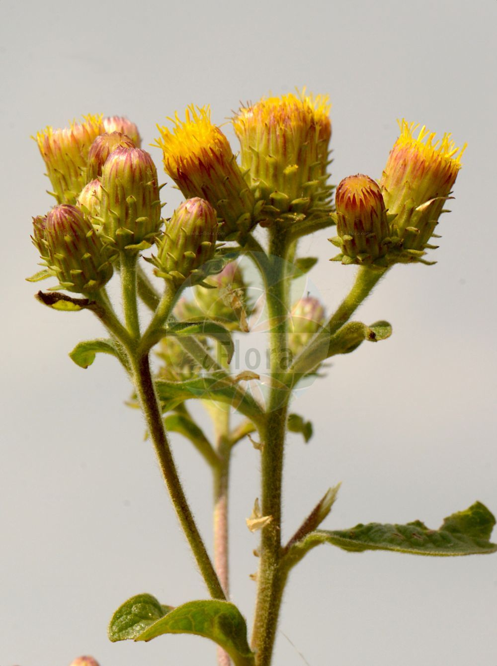 Foto von Inula conyzae (Dürrwurz - Ploughman's-spikenard). Das Bild zeigt Blatt und Bluete. Das Foto wurde in Erkeln, Brakel, Nordrhein-Westfalen, Deutschland, Weserbergland aufgenommen. ---- Photo of Inula conyzae (Dürrwurz - Ploughman's-spikenard). The image is showing leaf and flower. The picture was taken in Erkeln, Brakel, North Rhine-Westphalia, Germany, Weserbergland.(Inula conyzae,Dürrwurz,Ploughman's-spikenard,Aster conyzae,Conyza squarrosa,Conyza vulgaris,Inula conyzae,Inula vulgaris,Jacobaea conzyae,Duerrwurz,Duerrwurz-Alant,Sparriger Alant,Ploughman's-spikenard,Inula,Alant,Yellowhead,Asteraceae,Korbblütengewächse,Daisy family,Blatt,Bluete,leaf,flower)