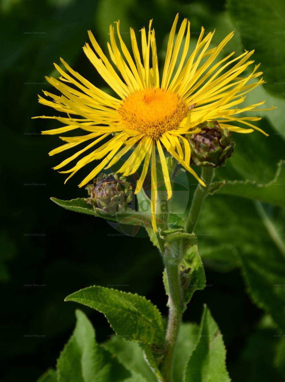 Foto von Inula helenium (Echter Alant - Elecampane). Das Bild zeigt Blatt und Bluete. Das Foto wurde in Bonn, Nordrhein-Westfalen, Deutschland aufgenommen. ---- Photo of Inula helenium (Echter Alant - Elecampane). The image is showing leaf and flower. The picture was taken in Bonn, North Rhine-Westphalia, Germany.(Inula helenium,Echter Alant,Elecampane,Inula helenium,Echter Alant,Elecampane,Elecampane Inula,Elf-dock,Horse-heal,Scabwort,Inula,Alant,Yellowhead,Asteraceae,Korbblütengewächse,Daisy family,Blatt,Bluete,leaf,flower)