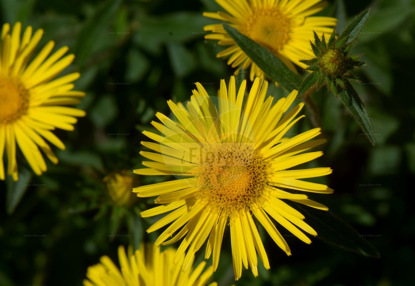 Foto von Inula hirta (Rauhhaariger Alant - Hairy Fleabane). Das Bild zeigt Bluete. Das Foto wurde in Kopenhagen, Dänemark aufgenommen. ---- Photo of Inula hirta (Rauhhaariger Alant - Hairy Fleabane). The image is showing flower. The picture was taken in Copenhagen, Denmark.(Inula hirta,Rauhhaariger Alant,Hairy Fleabane,Inula hirta,Jacobaea hirta,Rauhhaariger Alant,Rauhaariger Alant,Hairy Fleabane,Inula,Alant,Yellowhead,Asteraceae,Korbblütengewächse,Daisy family,Bluete,flower)